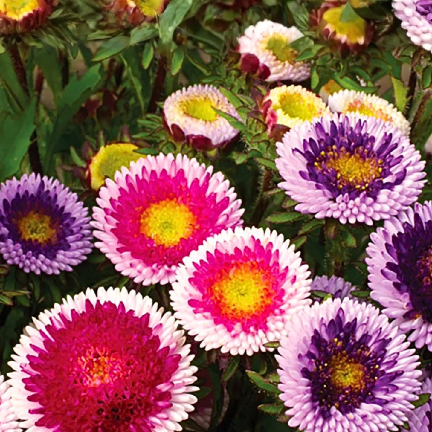 Aster Seeds 25+ Pack Rainbow Variety Bright Blooms Garden Flowers Aster spp.