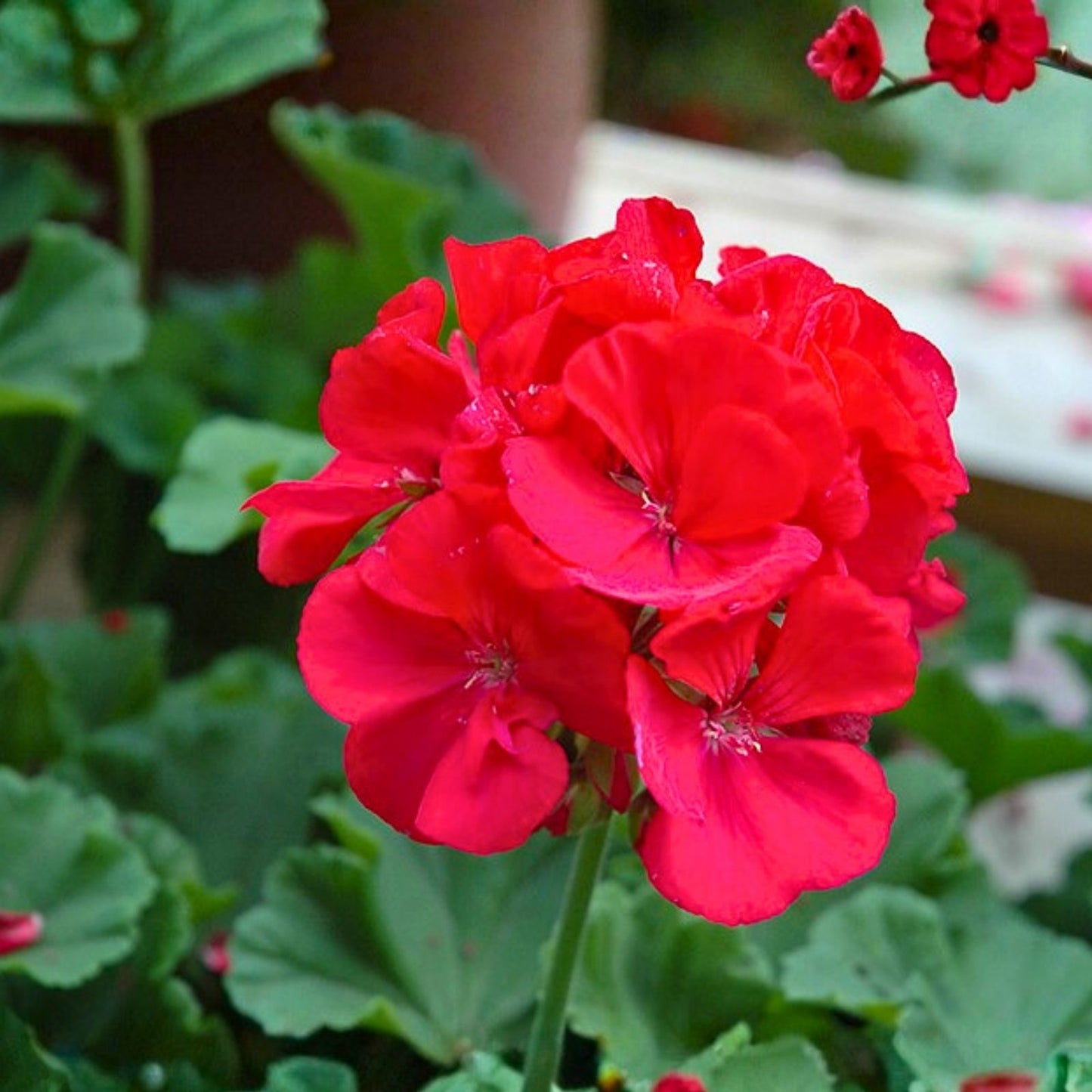 Geranium Seeds 100+ Pack Magenta Marvel Fragrant Flower Non GMO Pelargonium spp.
