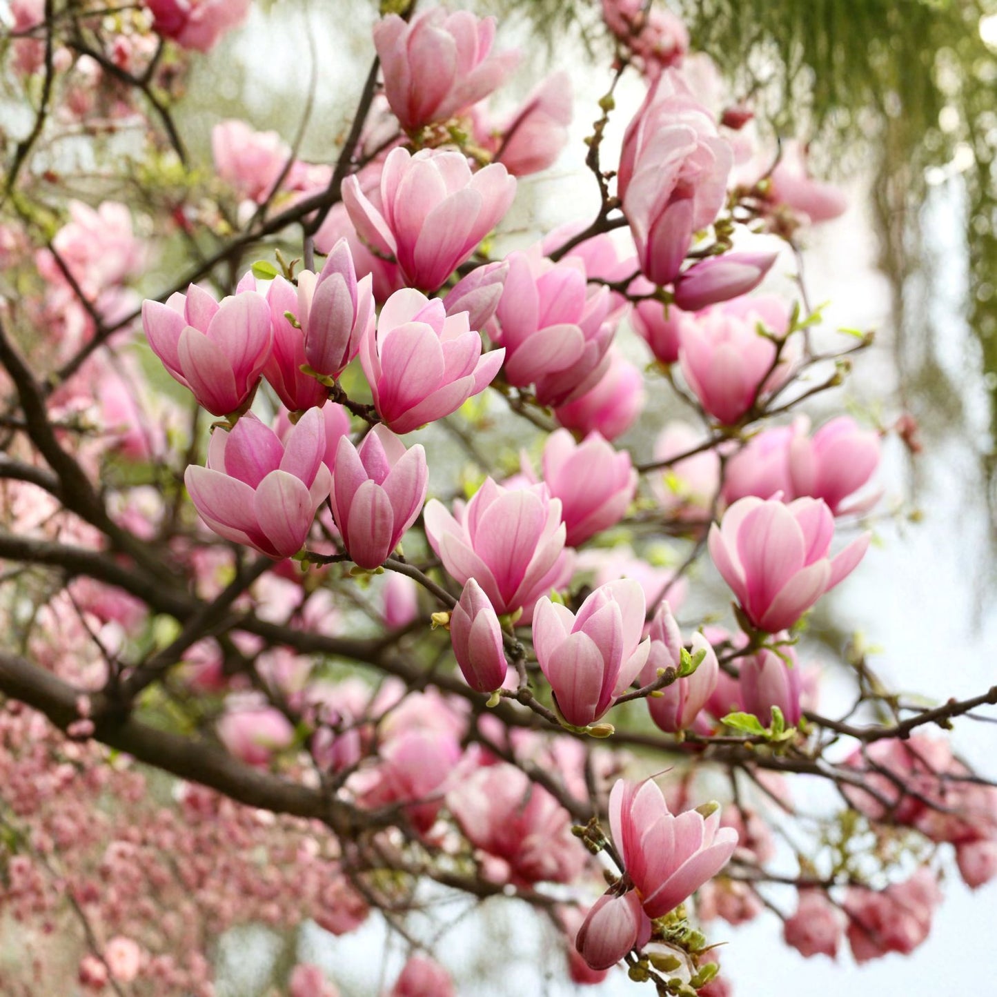 Ann-Magnolia-Tree-Shrub-6-12"-Tall-Live-Plant-in-2.5"-Pot-Potted-Seedling-(Magnolia-'Ann')