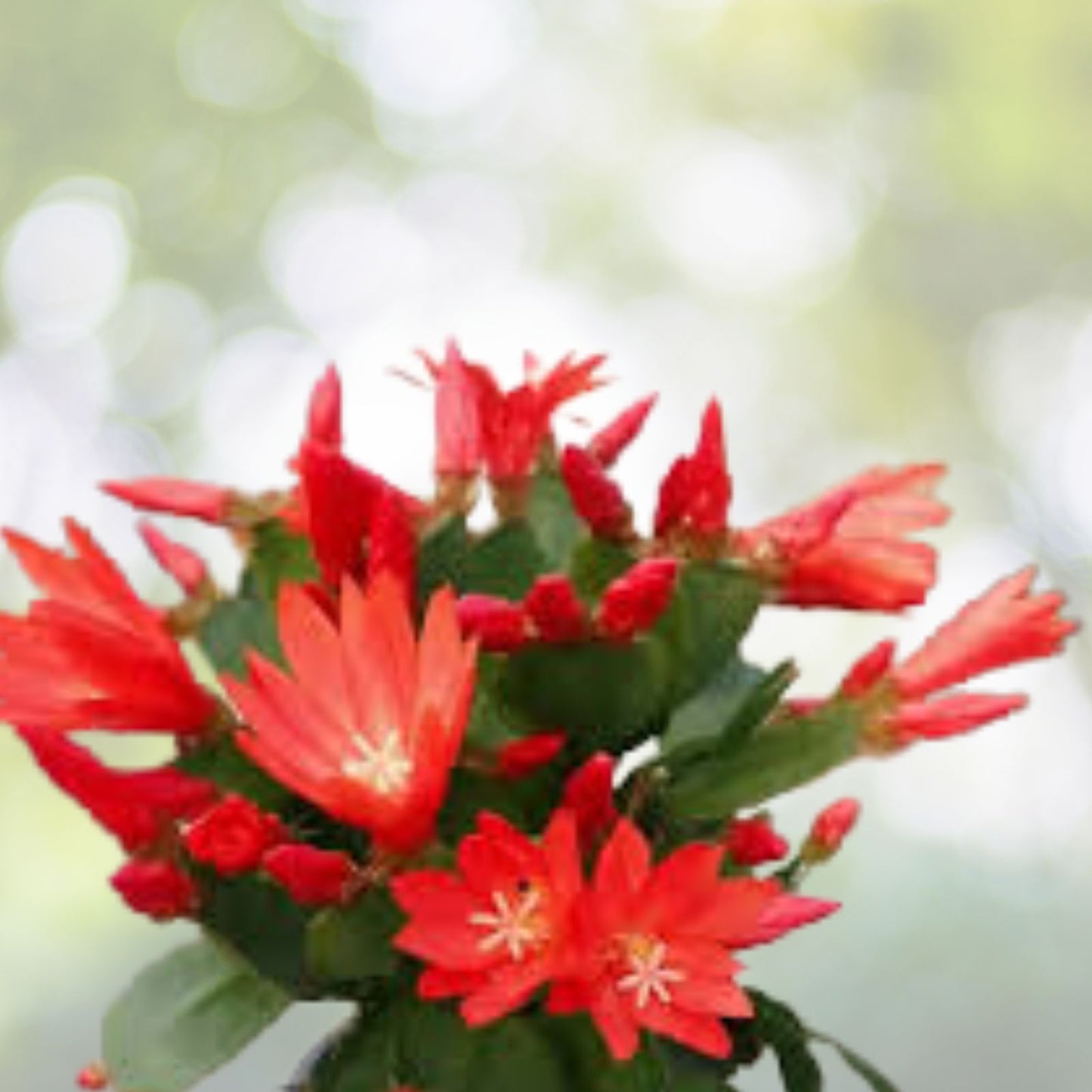 Red-Easter-Cactus-Live-Plant-3-Inch-Pot-Spring-Cactus-Hatiora-gaertneri