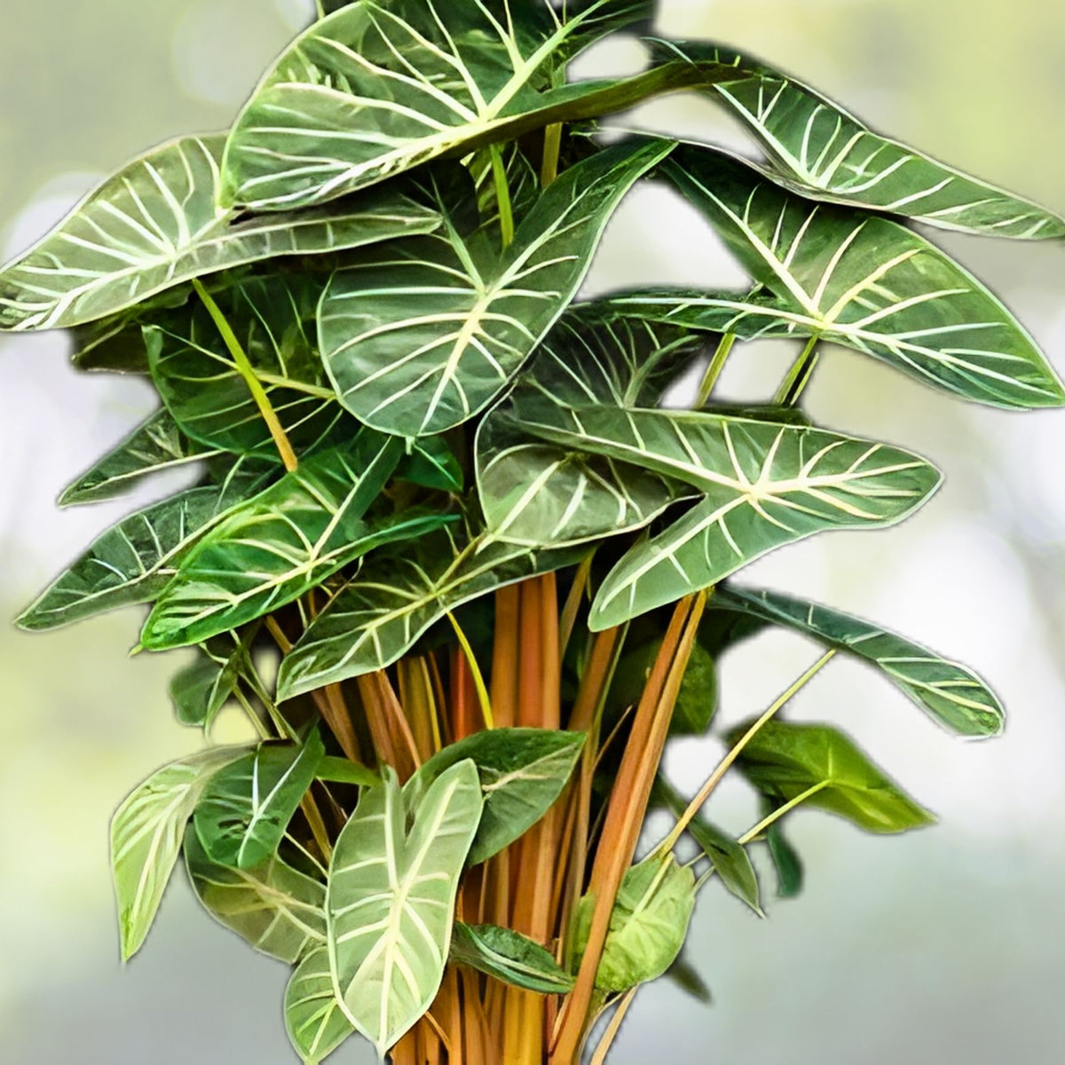 Alocasia Ivory Coast Plant - 6" Pot - Tropical Houseplant - Alocasia Odora - Indoor Décor - Easy Care Indoor Plant