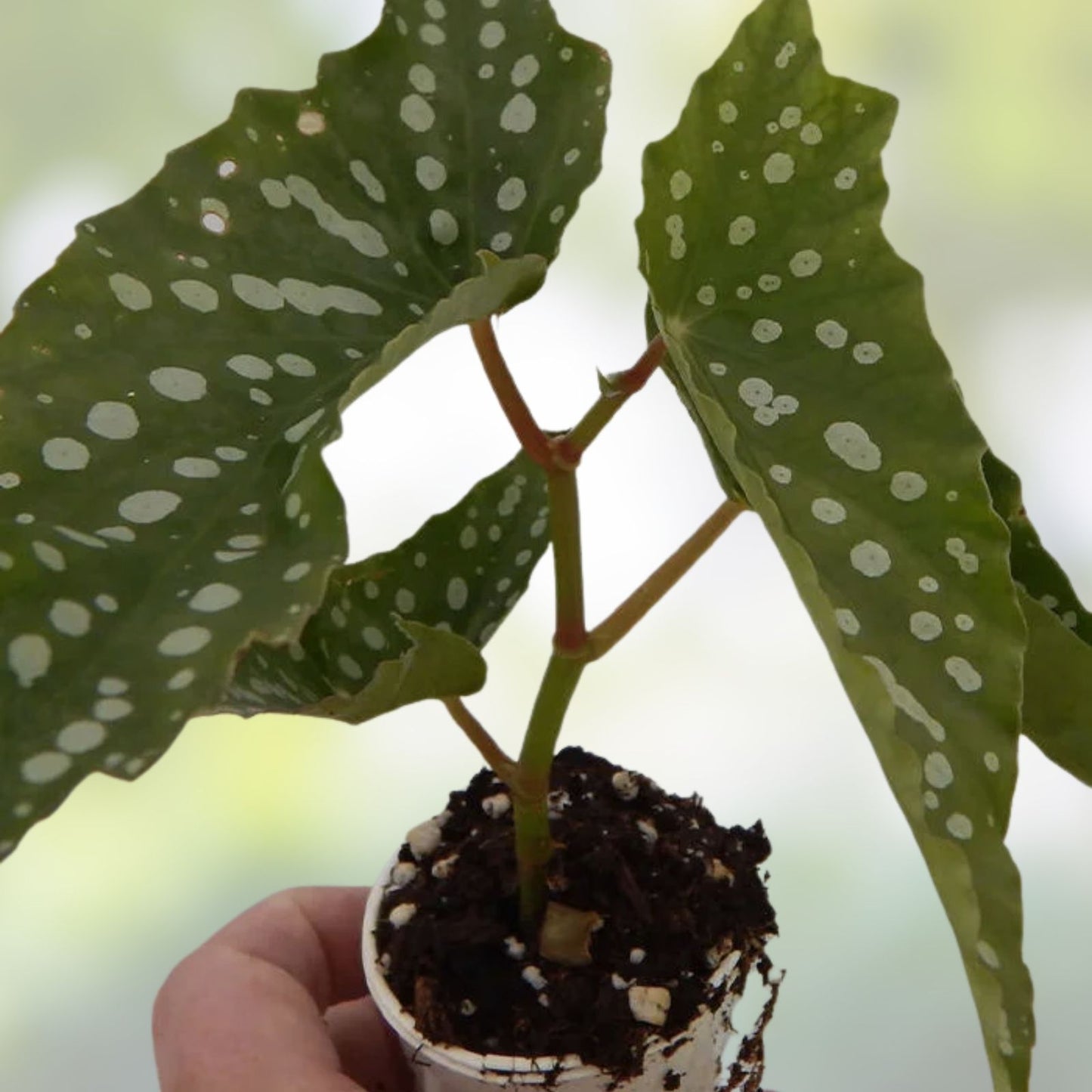 Angelwing Begonia Starter Plant - "My Special Angel" Variety - Rooted with Pot - Begonia coccinea