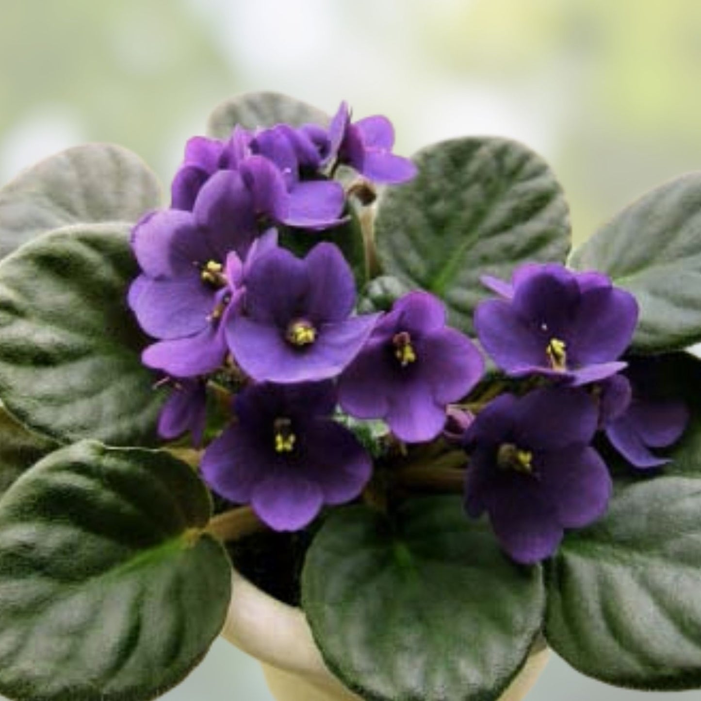 African Violet Cuttings - 2 Unrooted Purple Waters Leaves - Saintpaulia ionantha - Houseplant Propagation Supplies