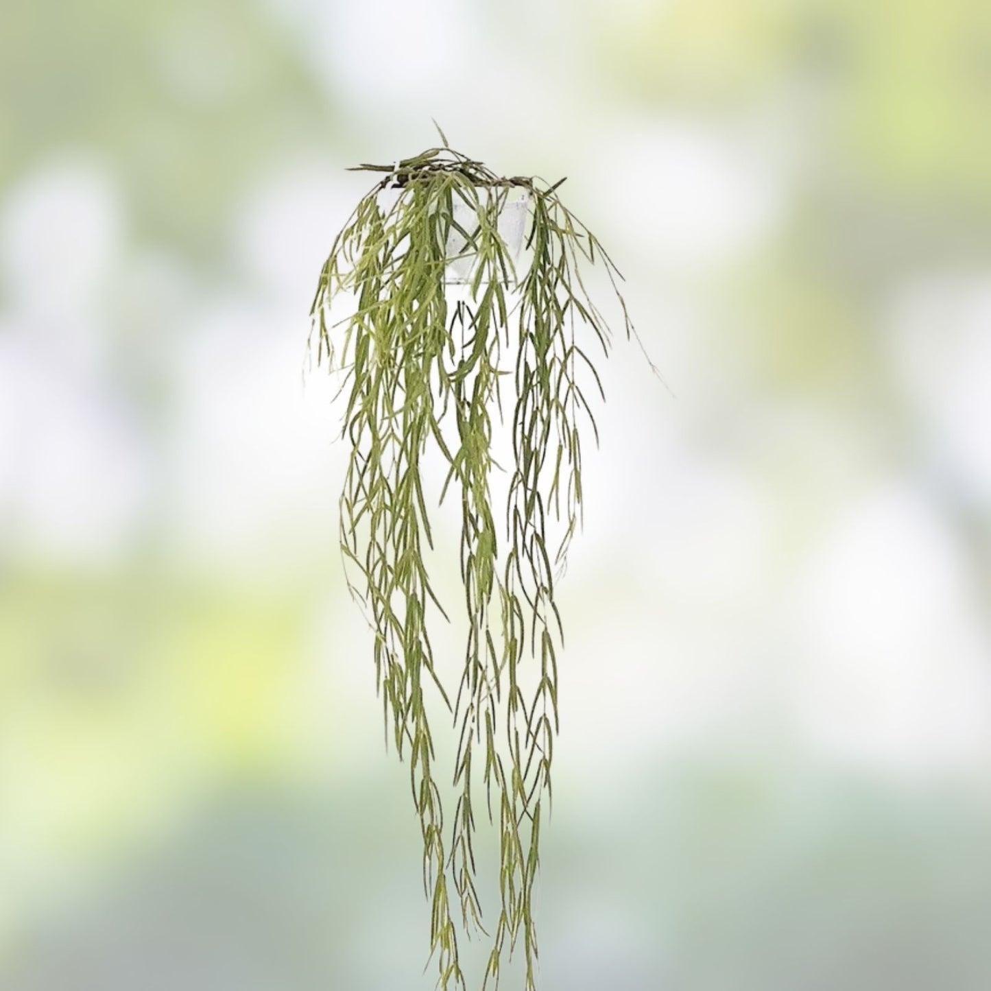 Hoya Linearis Cuttings 3-inch Rooted Plant in Pot Uncommon Houseplant for Indoor Decor