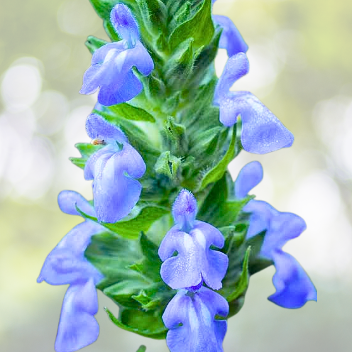 Chia Seeds 500 Seeds Non-GMO Nutrient-Rich Salvia hispanica Blue Flowers Culinary