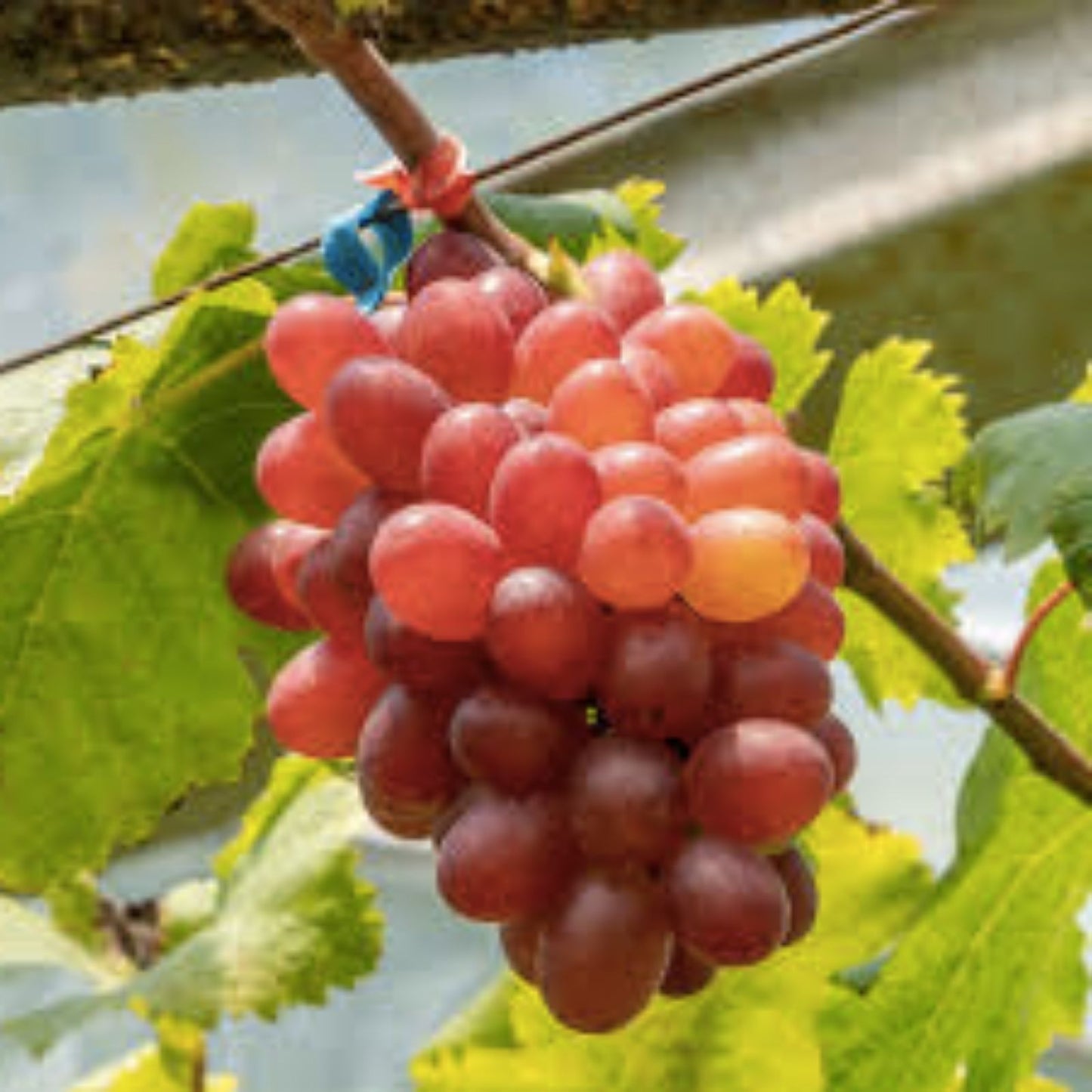 Crimson Vine Pot – Large Oval Red Seedless Table Grape Plant – Home Garden and Vineyard Suitable – Vitis vinifera T310A