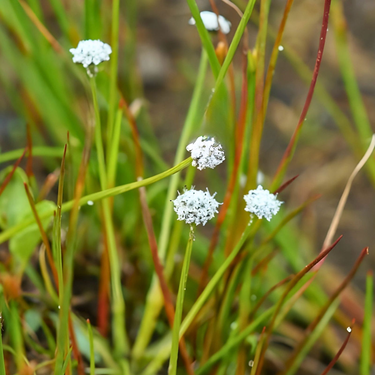Pipewort Live Plant - Eriocaulon koernickianum - Rare Aquatic Wetland Native to USA - Freshwater Aquarium Plant