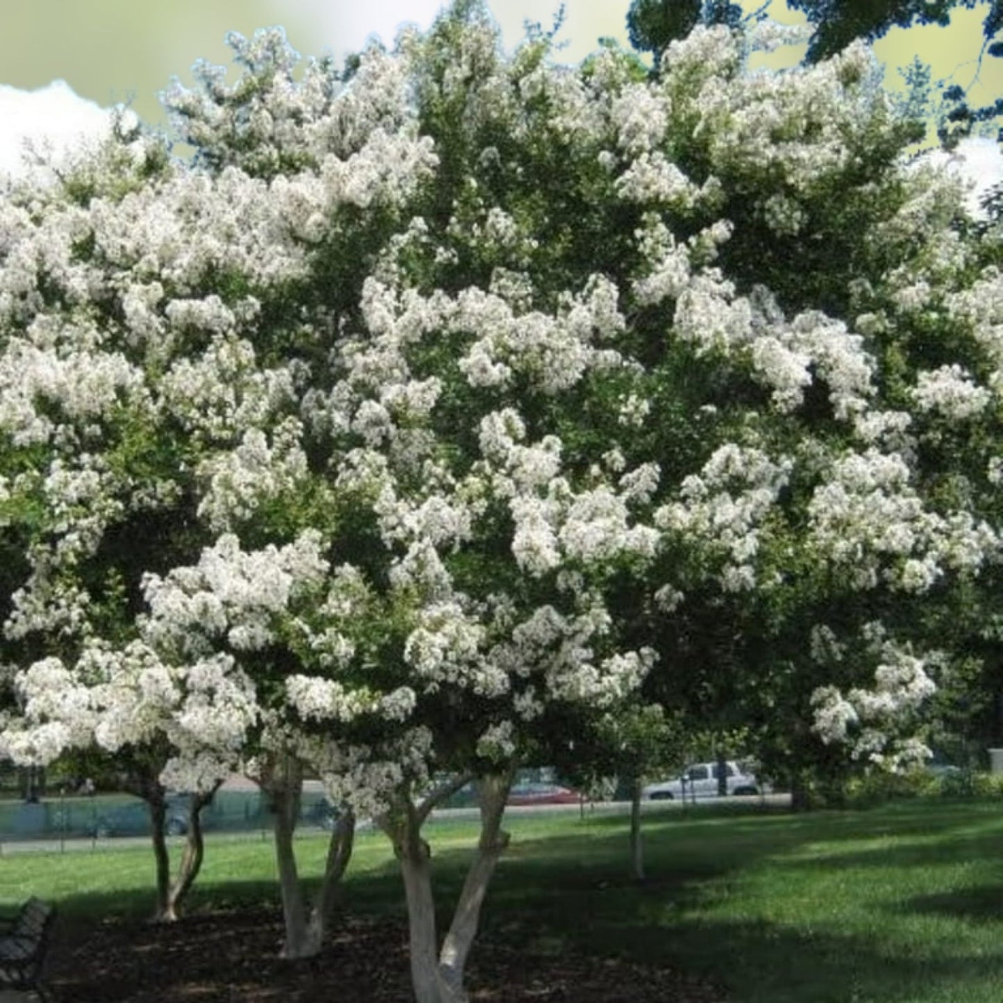 Crape Myrtle Cuttings 10 Super Rare 'Natchez' Lagerstroemia indica 'Natchez' Rooting or Grafting