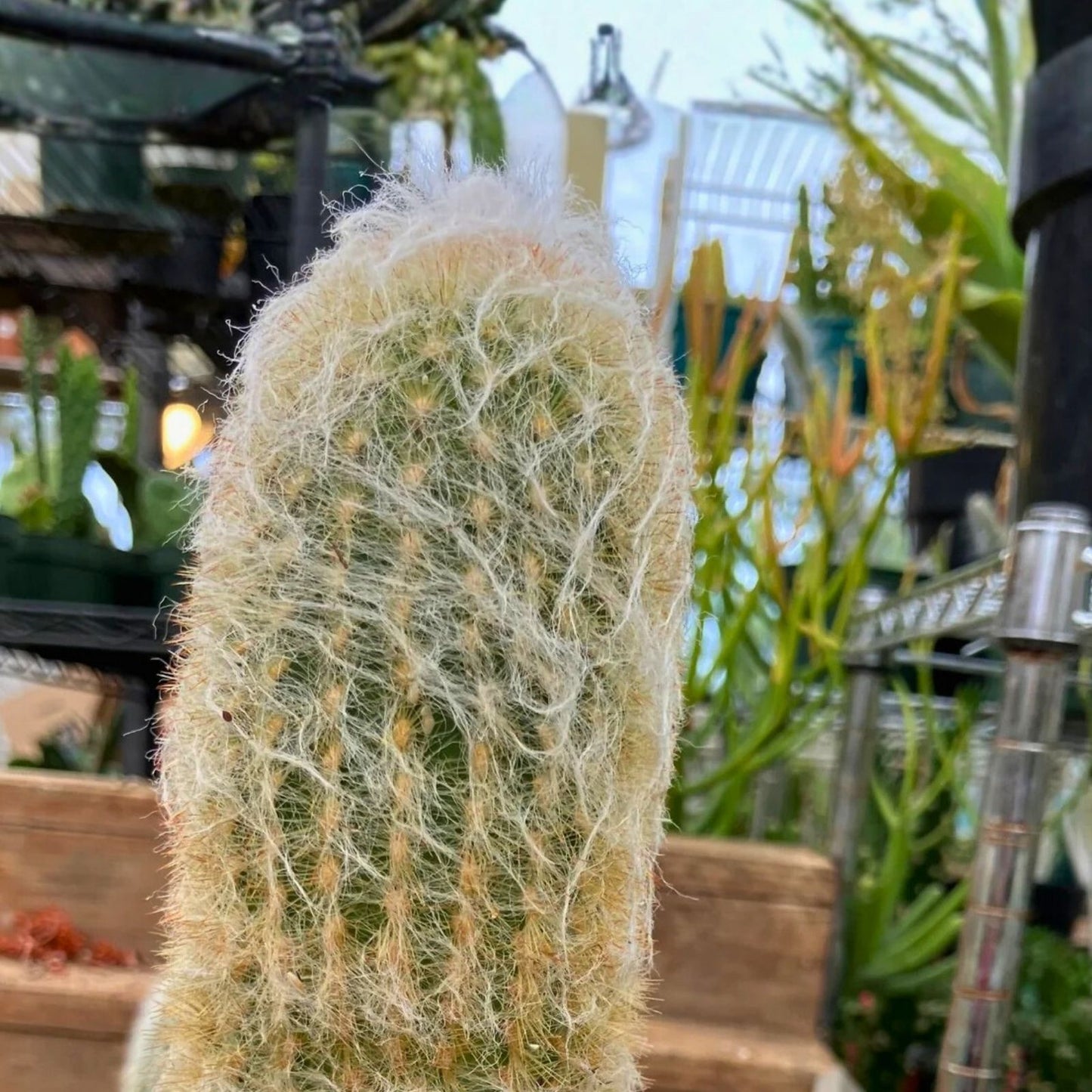 Espostoa lanata Old Man of the Mountain Cactus 8" Pot, Succulent Plant, Unique White Spines, Desert Cactus, Indoor or Outdoor Plant