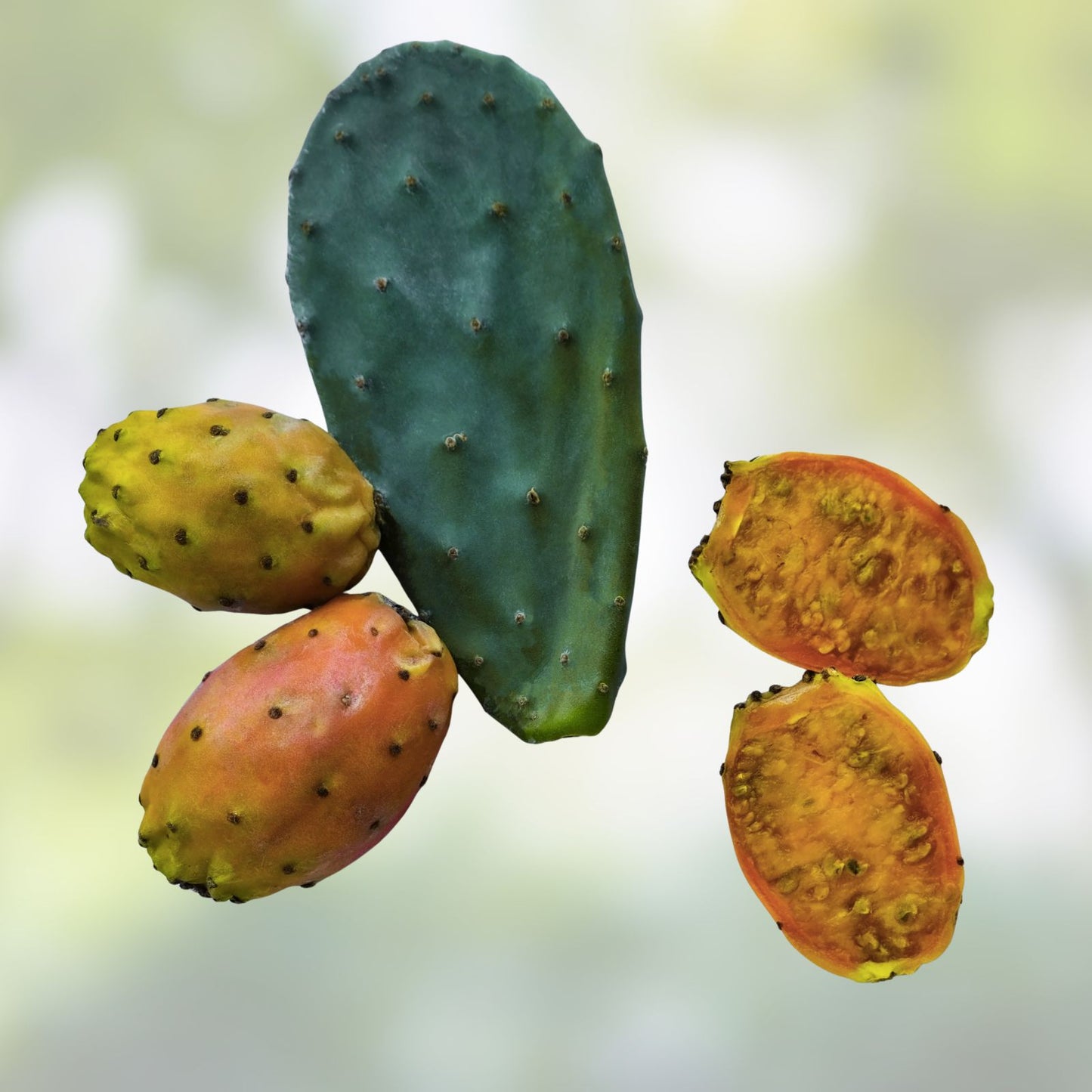 Prickly Pear Cactus Seeds Mix - 50+ Seeds - Colorful Varieties - Opuntia spp. - Grows in Containers & Gardens