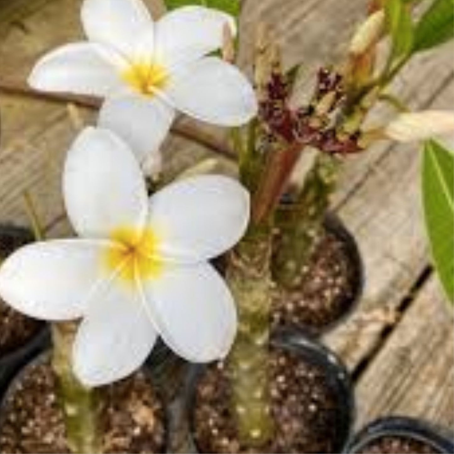 Rooted Plumeria Cutting - Wildfire - 17" Frangipani Plant with 1 Tip - Tropical Flowering Plant - Garden, Patio, Indoor Plant