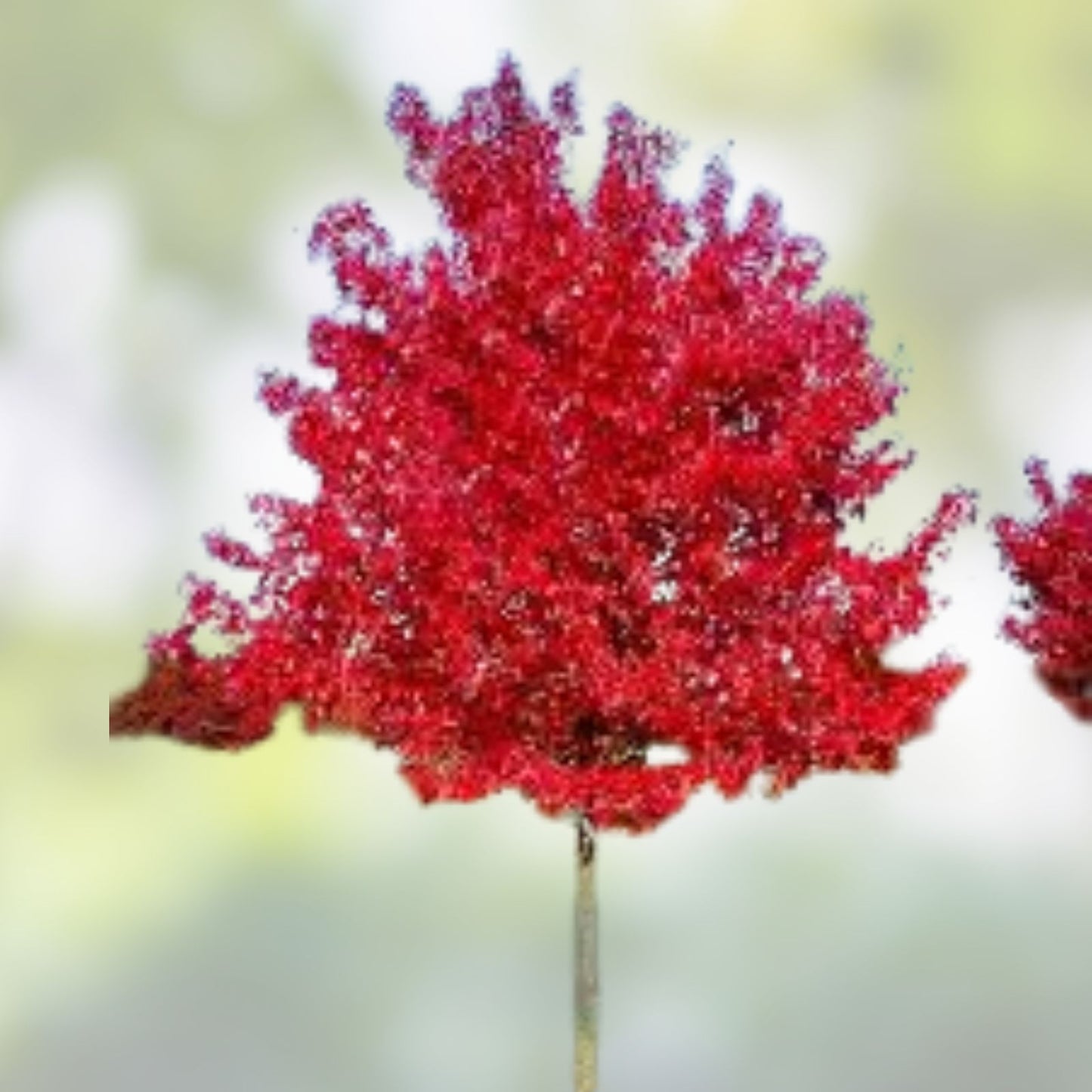 Red Maple Tree Seedlings | Live Plants for Landscaping & Reforestation | Acer rubrum | Deciduous Tree Seedlings