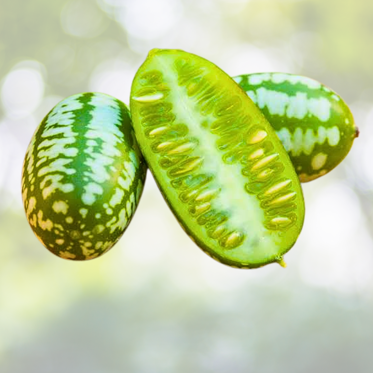 Cucamelon Seeds 70pcs - Mexican Sour Gherkin - Melothria scabra - Unique Flavor for Home Gardening