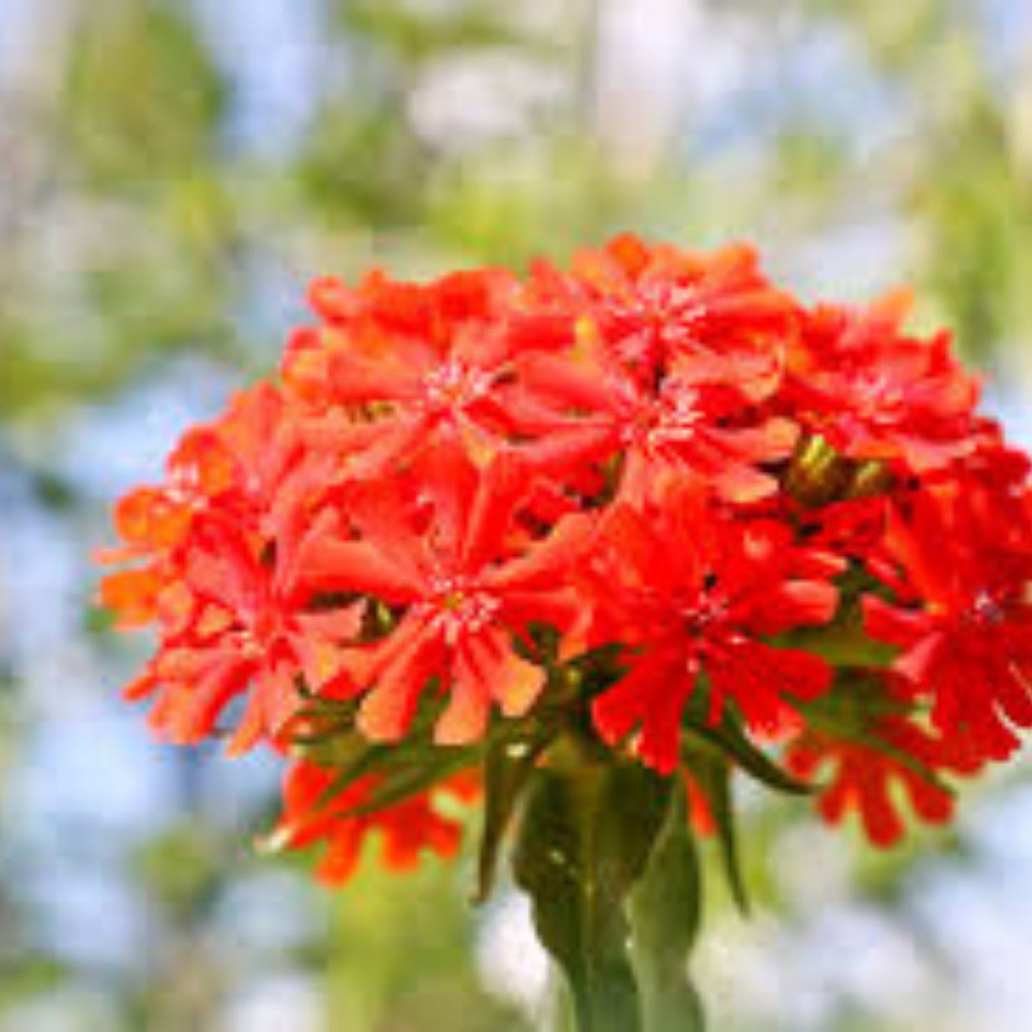 Maltese Cross Flower Seeds 50 Count - Red Perennial Seeds for Garden Planting Lychnis chalcedonica