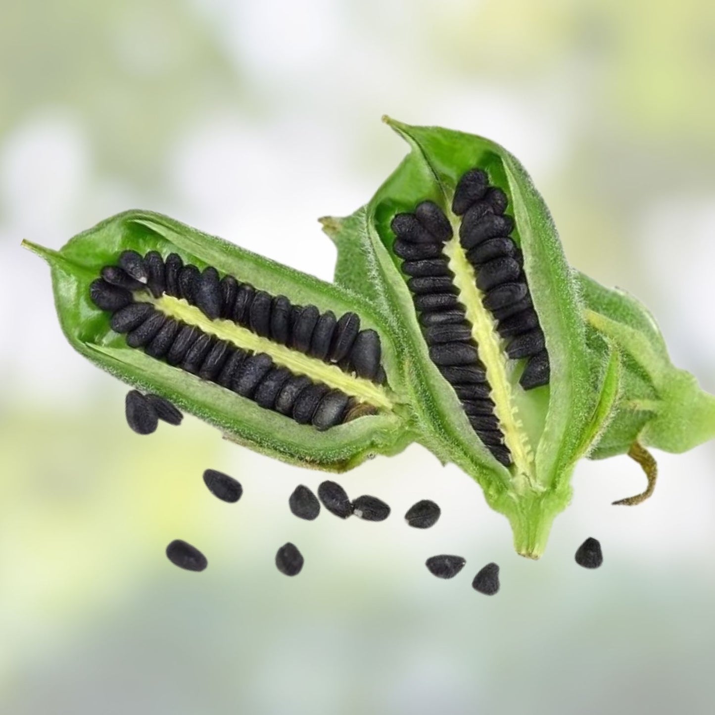 Sesame Seeds for Planting – High Oil Content, Attracts Game Birds – Sesamum indicum
