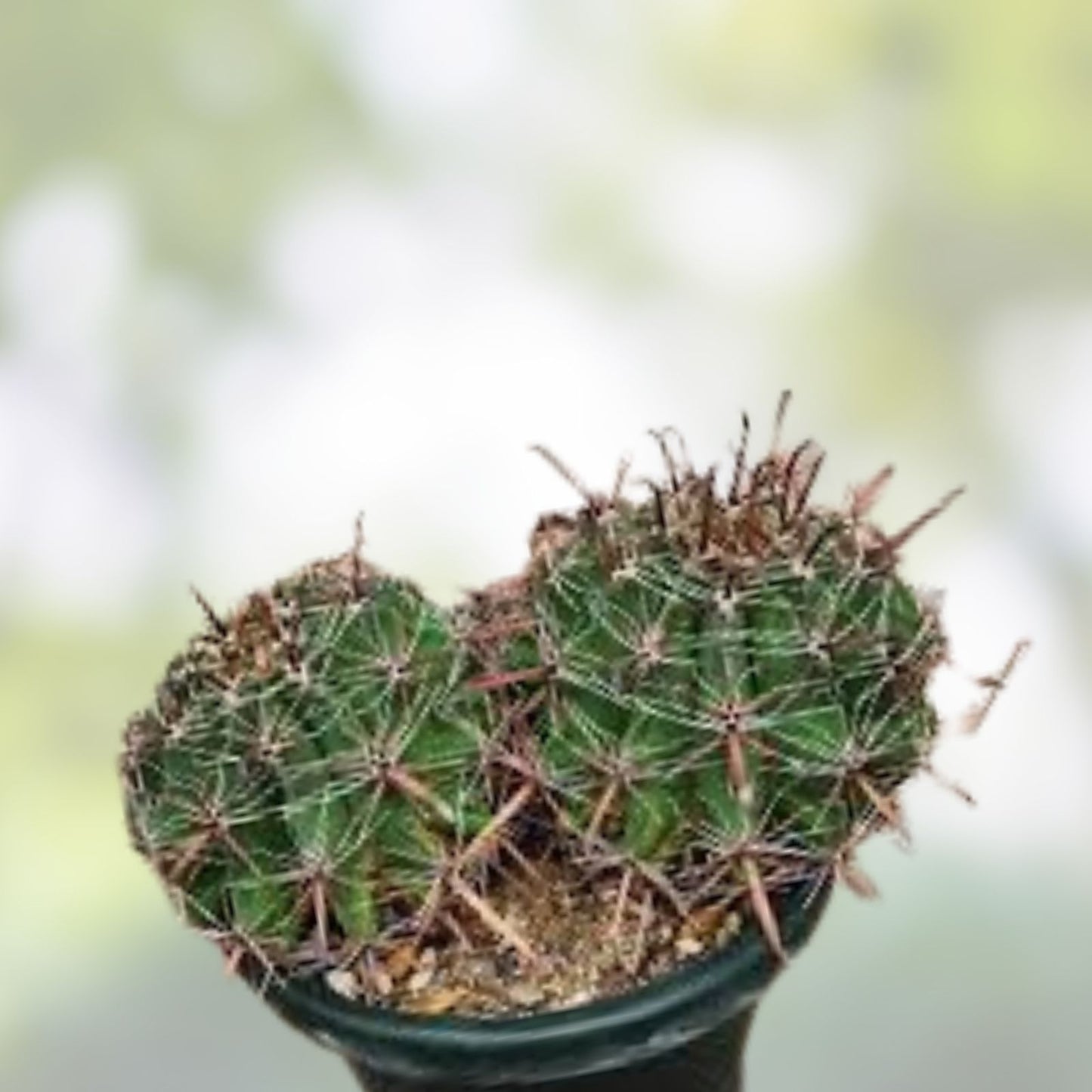 Live Rooted Double Headed Ferocactus Herrerae Twisted Barrel Cactus Plant – Unique Succulent for Home Decor and Gardening