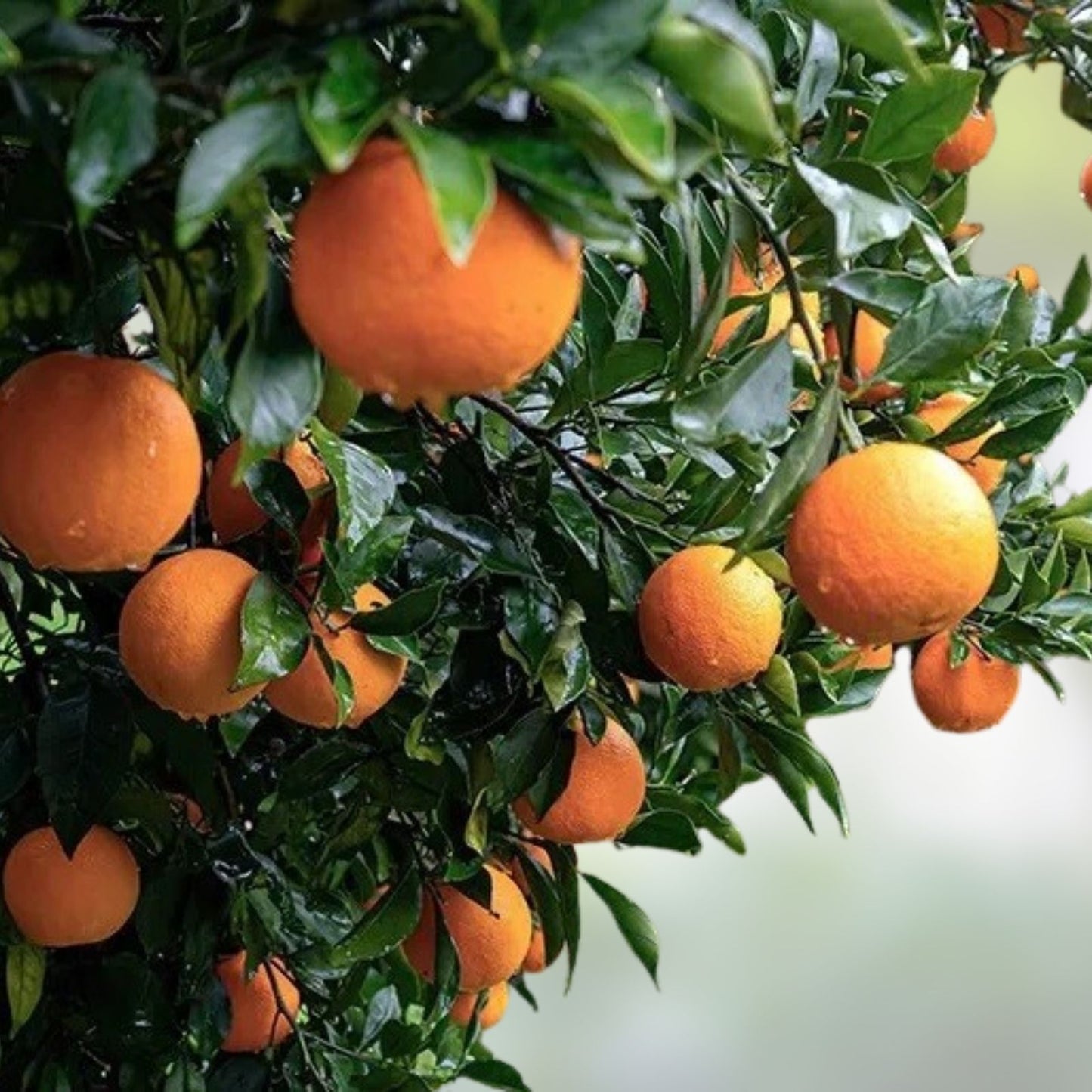 Orange Fruit Tree Scions Cuttings 6-8 Inches for Rooting Grafting Citrus sinensis