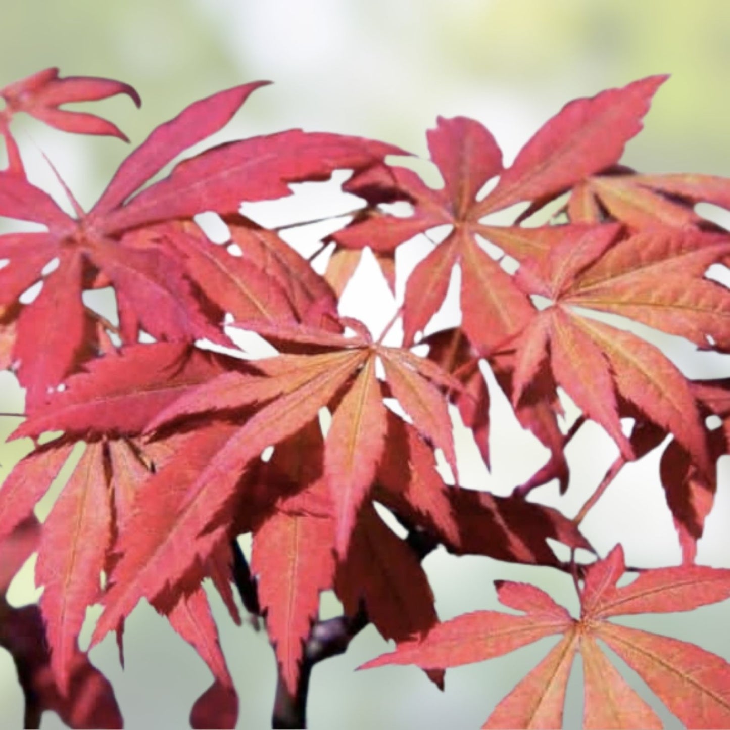Japanese Maple Tree Cuttings 6" Rooting Grafting Pack Acer palmatum 10 Pieces, Ornamental Tree, Live Plant Propagation