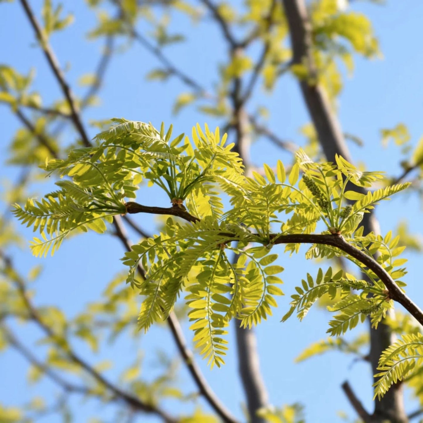 Thornless Honeylocust Tree Seeds 10 Pack - Gleditsia triacanthos inermis - Drought Tolerant, Fast Growing, Ornamental Tree Seeds