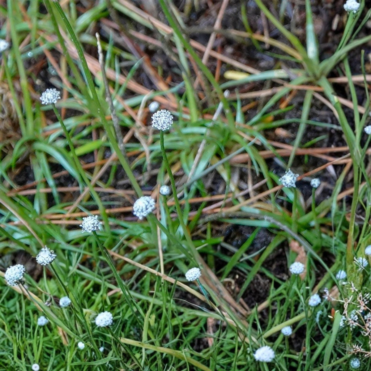 Pipewort Live Plant - Eriocaulon koernickianum - Rare Aquatic Wetland Native to USA for Freshwater Aquariums