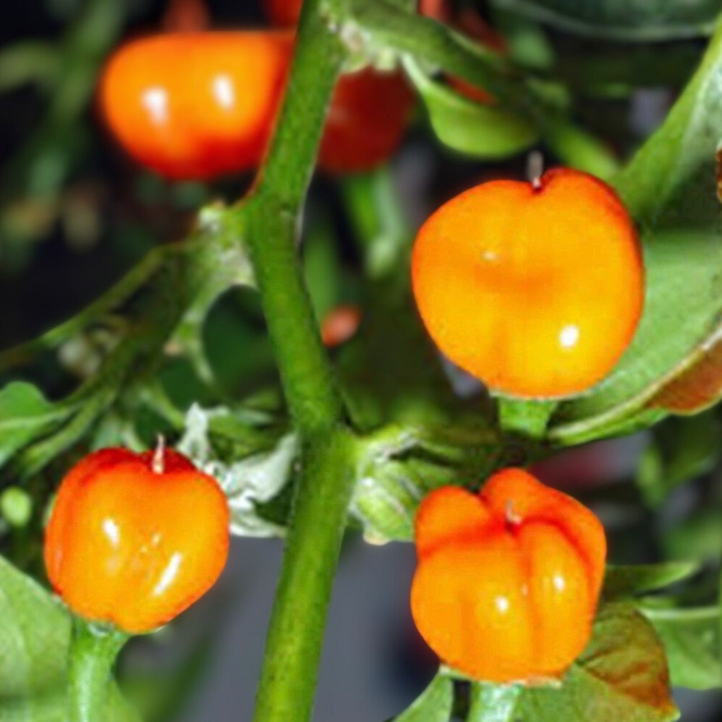 Heirloom Hot Pepper Seed Mix Collection – 7 Varieties, Organic Non-GMO Capsicum spp., Spicy Garden Seeds