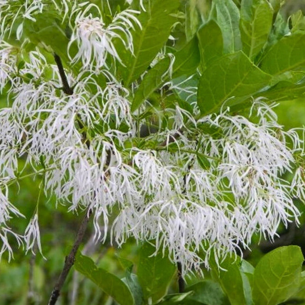 Fringe Tree Cuttings – 5+ Rare Chionanthus virginicus Live Plant Cuttings – Ornamental Shrub for Gardens and Landscaping