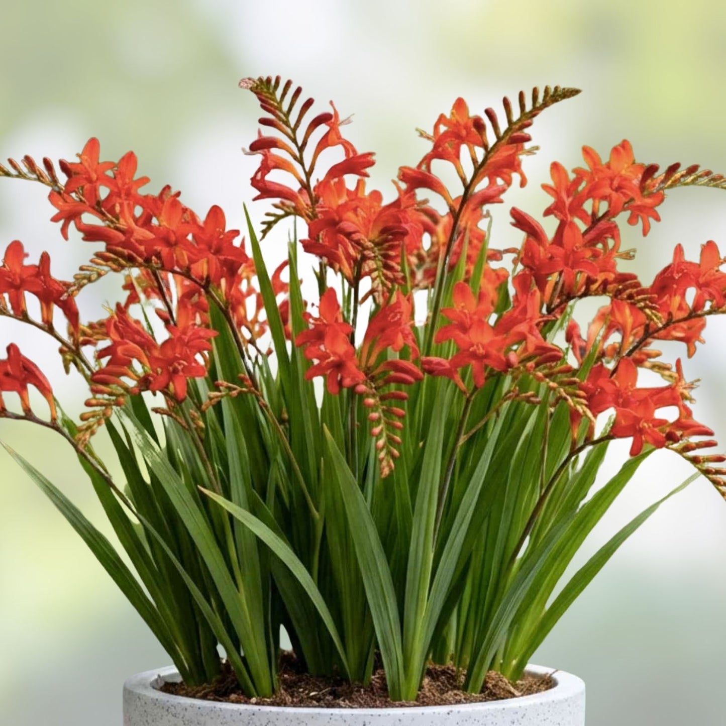 Crocosmia Flower Bulbs Mixed Color – Easy to Grow Garden Planting Bulbs Crocosmia spp.