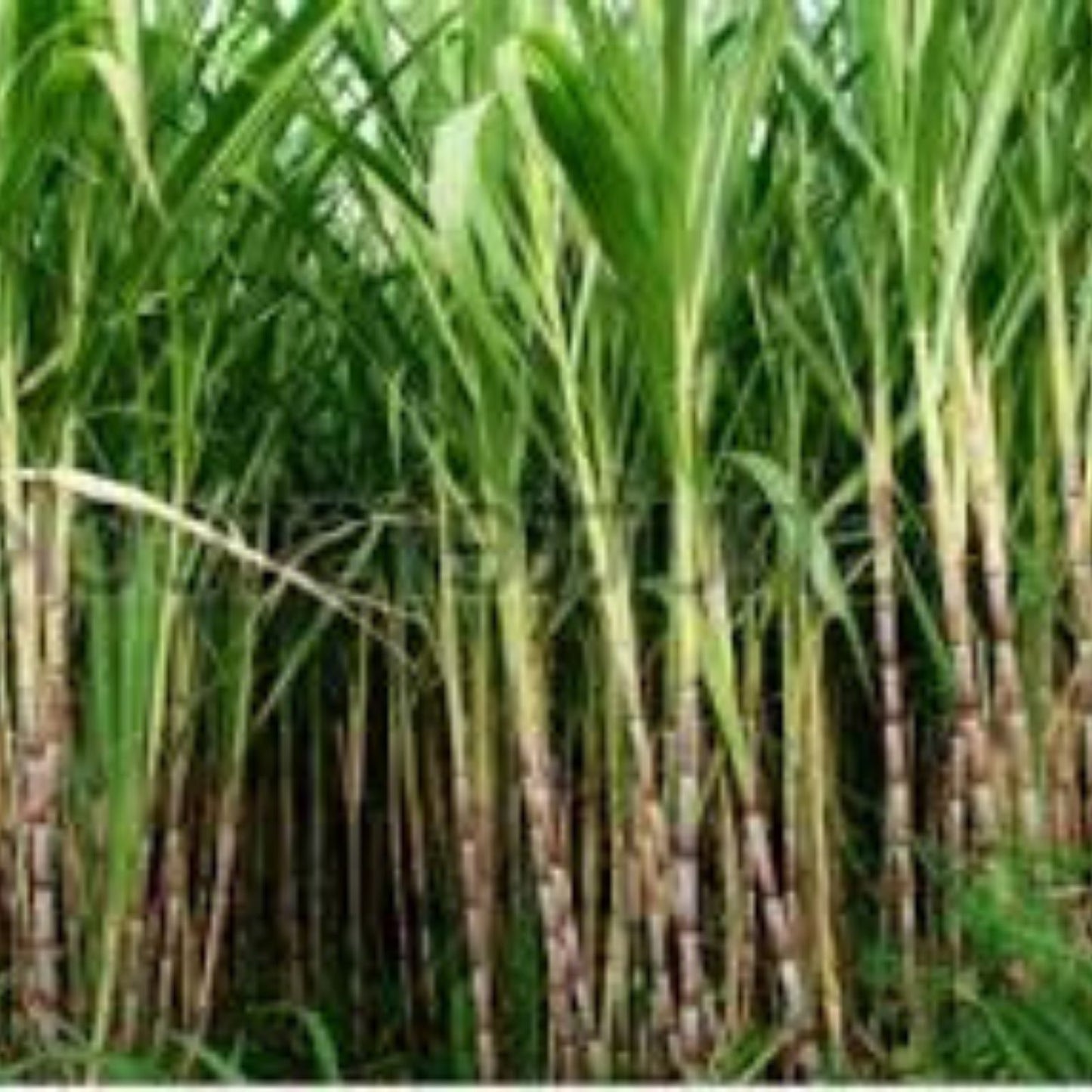 Green Sugarcane Plant Cuttings 12" Long, 2-3 Nodes, Saccharum Officinarum for Planting and Propagation