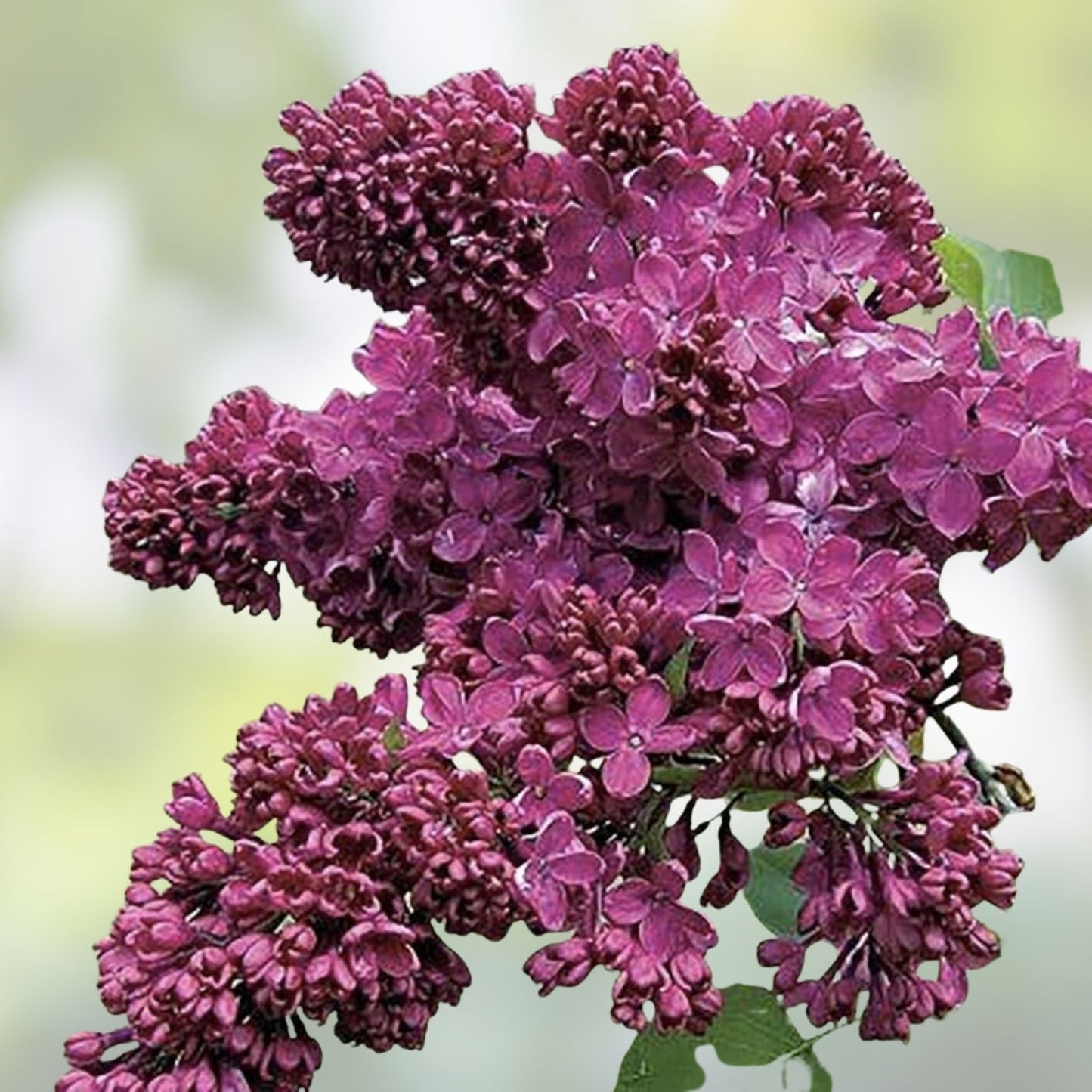 Purple Lilac Seeds - 50 Seeds - Stunning Purple Flowers - Syringa vulgaris - Garden Flower Seeds