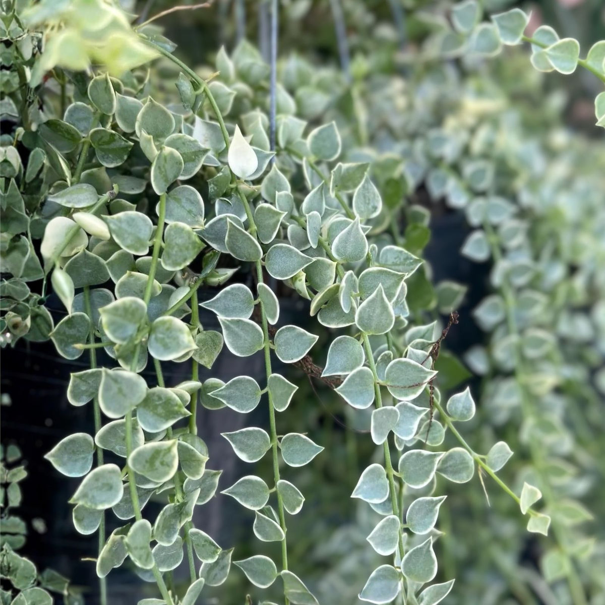 Variegated Dischidia Million Hearts Plant - 3" Pot - Trailing Succulent - Dischidia ruscifolia ‘Variegata’ - Indoor Decor