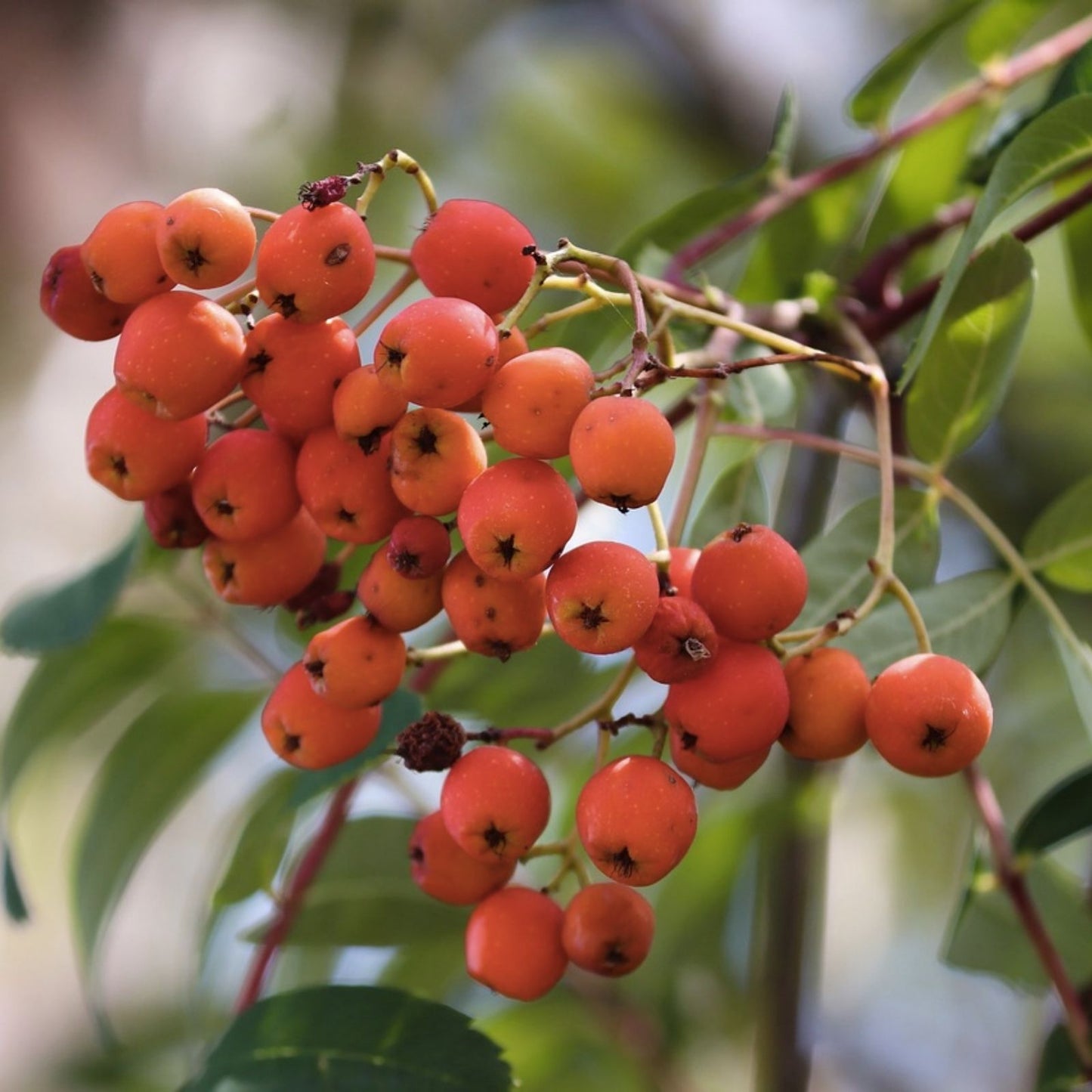 Mountain Ash Tree Seeds 50 Pack Sorbus aucuparia Ornamental Hardy Tree for Planting