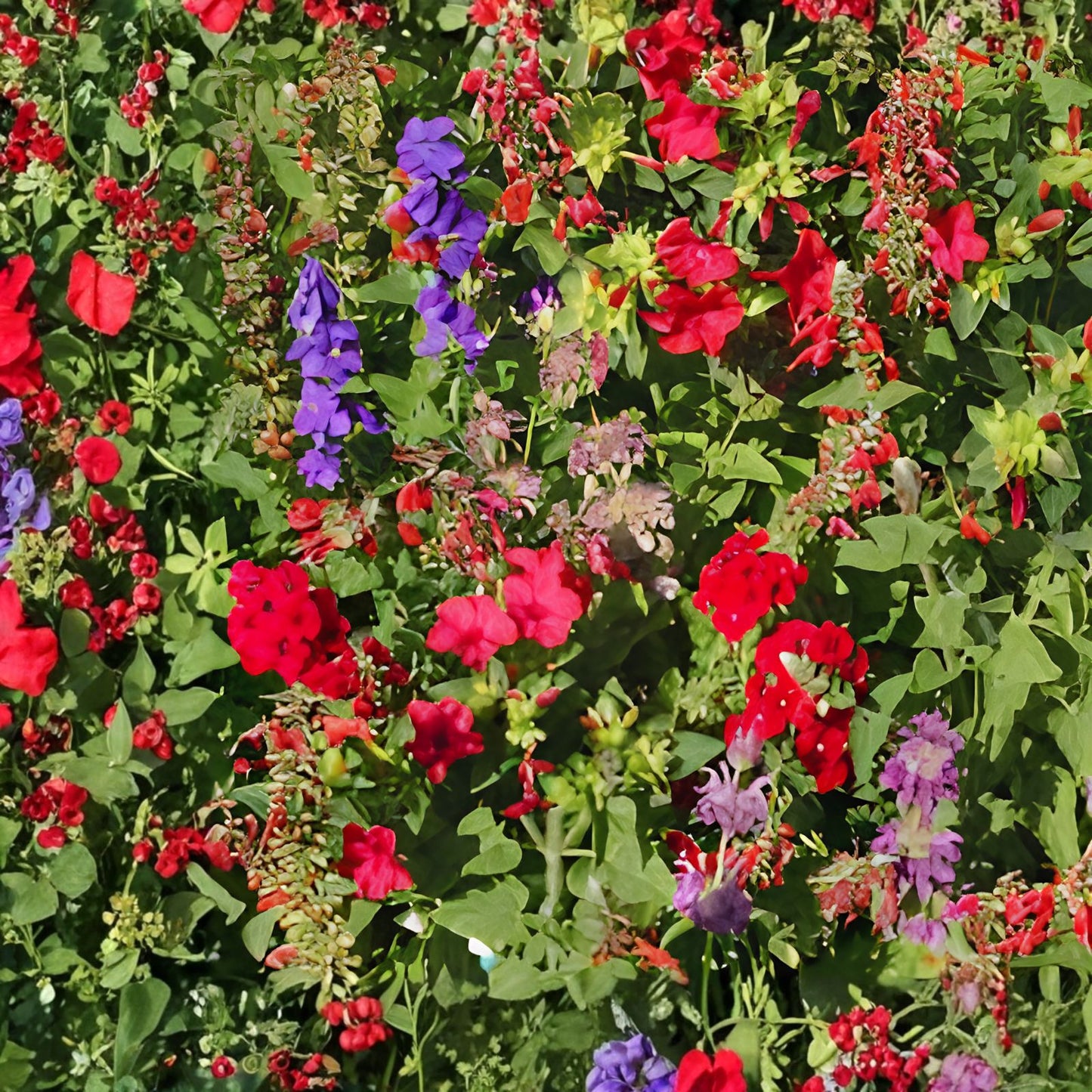 Hummingbird Wildflower Seed Mix 1 oz Perennial Garden Blend Nectar-Rich Flowers for Hummingbirds Easy to Grow