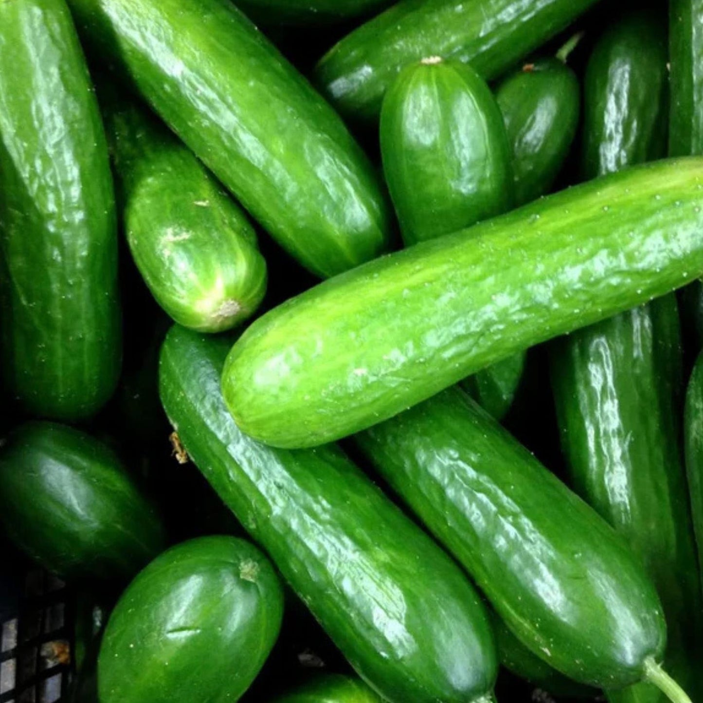 Straight Eight Slicing Cucumber Seeds 100+ Count Heirloom Variety Cucumis sativus for Home Gardening