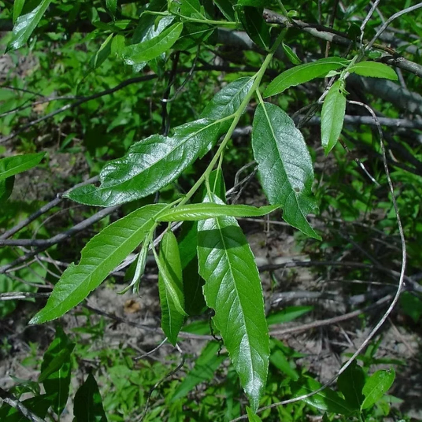 Silky Willow Cuttings Lot of 5 | 18" Fresh Salix sericea Native Plant Propagation Cuttings