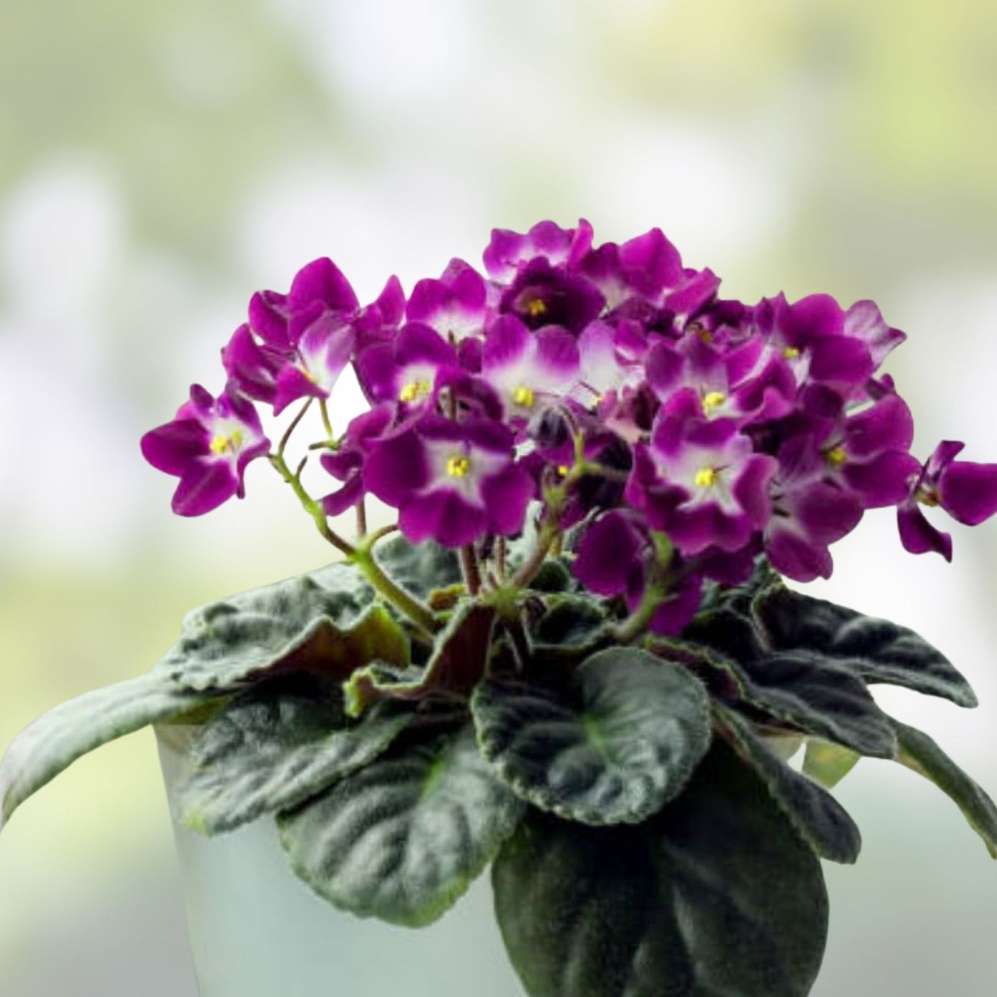 Black Africanis Plant 8-10" | Unique Indoor Houseplant | African Violet Saintpaulia | Low Maintenance Greenery