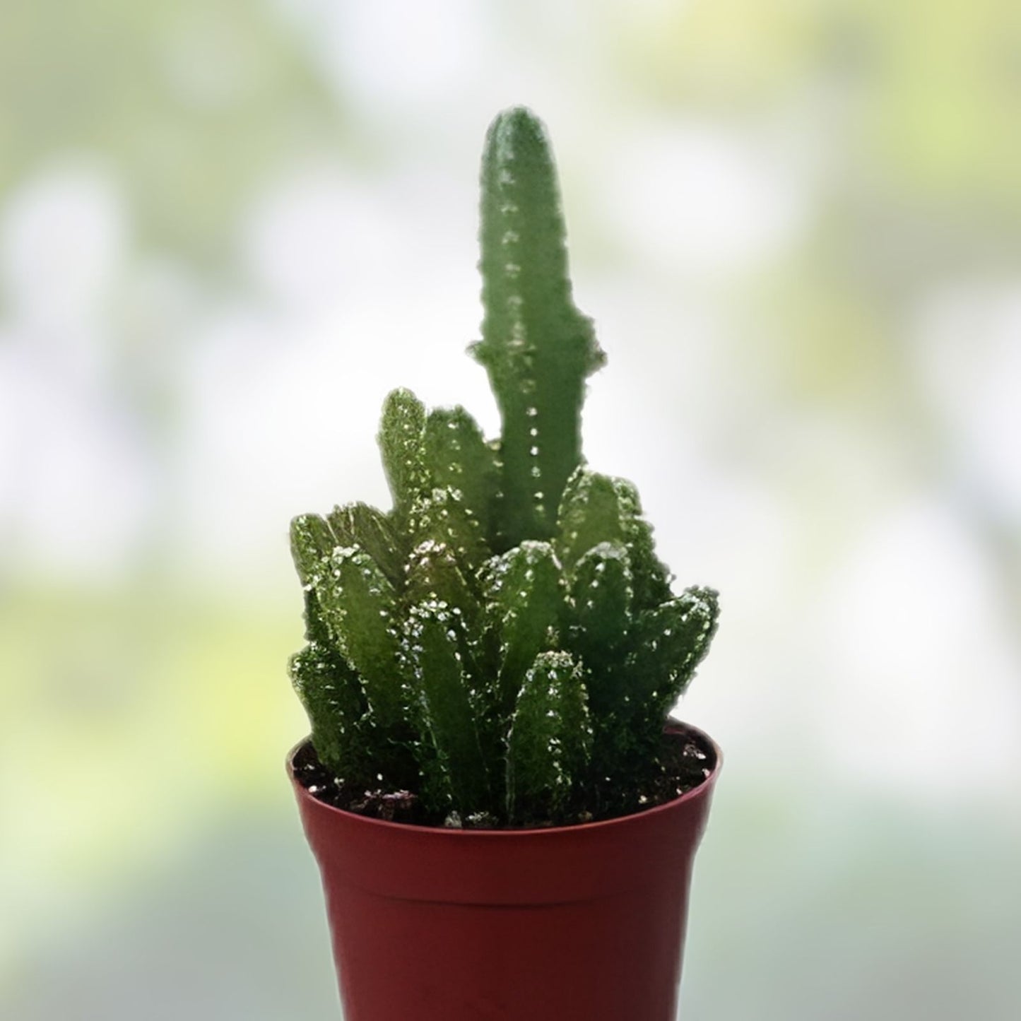 Acanthocereus Tetragonus Cutting 6 Inch Triangle Cactus White Pitaya Succulent Plant
