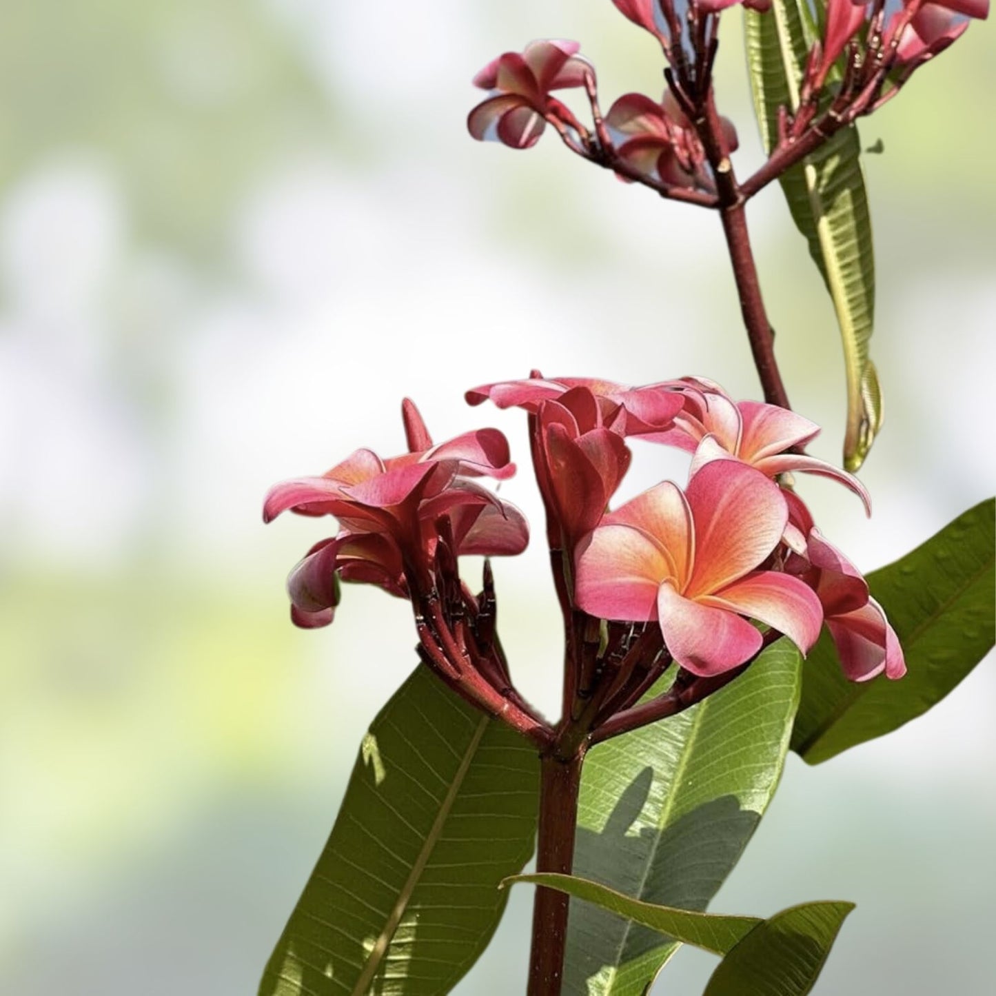 Rooted Plumeria Cutting - Pastel Pink Flower - 15" with 1 Tip - Plumeria rubra - Tropical Fragrant Flowering Plant