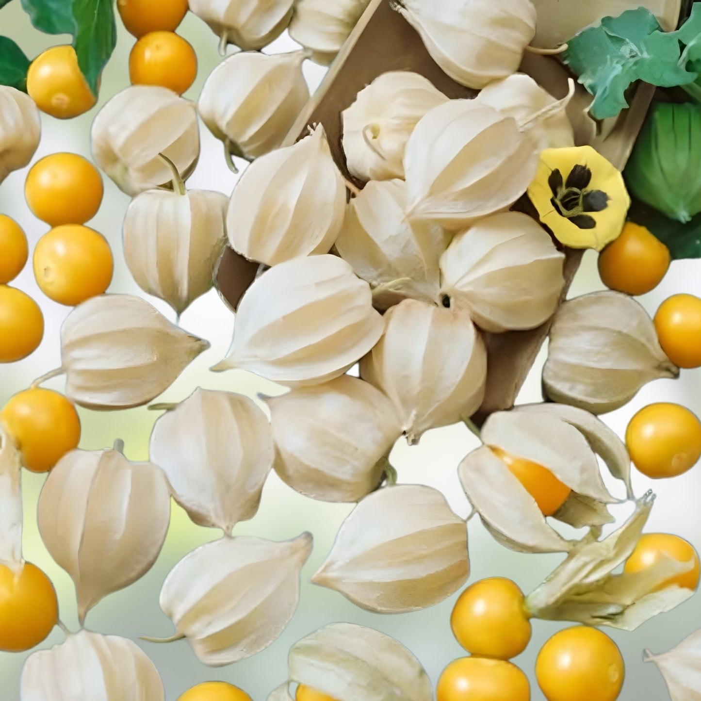 Pineapple Tomatillo Seeds 50 Pack – Heirloom Edible Garden Plant, Physalis ixocarpa, Easy to Grow Annual Vegetables