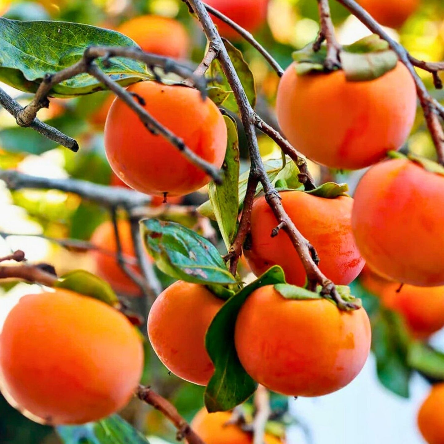 Organic Japanese Fuyu Persimmon Tree Scions Cuttings – 6-8in for Rooting and Grafting, Diospyros kaki