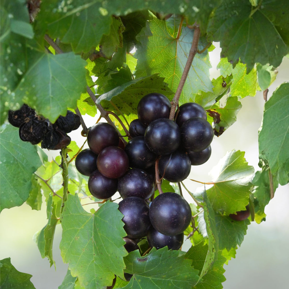 Muscadine Grape Plant - 1 Starter Vine - Edible Fruit - Cold Hardy - Purple Black Skin - Vitis spp.