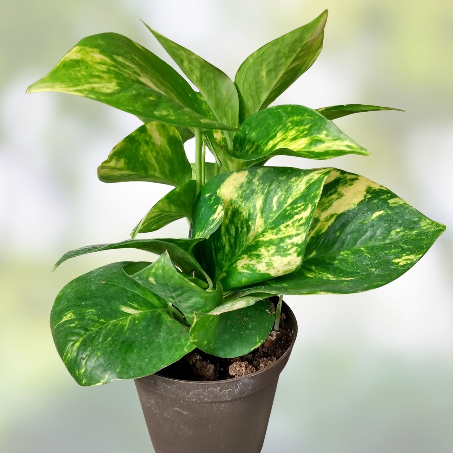 Golden Pothos Cutting - Large Leaf Indoor Plant - Epipremnum aureum - Easy Care Houseplant with Freebie Option