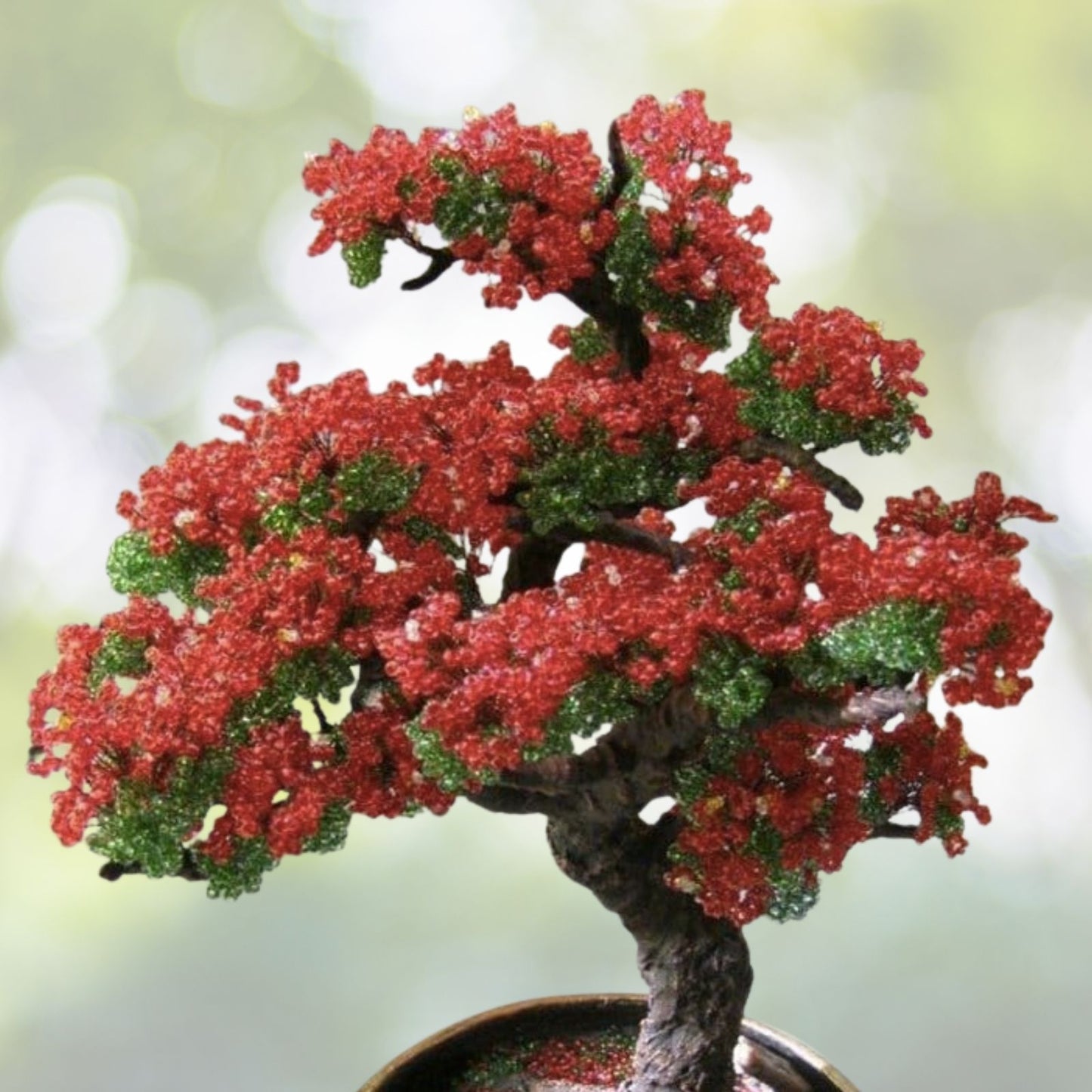 Red Flame Tree Seeds | 10 Count | Delonix regia Bonsai Variety | Tropical Plant Seeds | Free Shipping