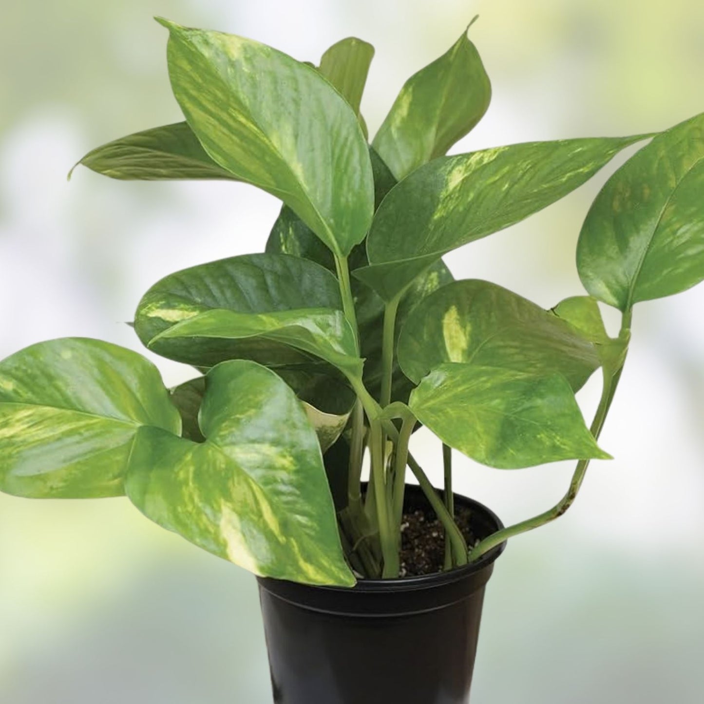 Indoor Houseplants Set of 5 Varieties, Assorted Greenery, Indoor Plants Collection, Perfect for Home Decor, Pothos, Snake Plant, Philodendron