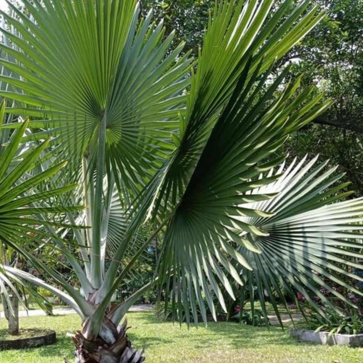 Mexican Fan Palm Tree Seeds - 15 Premium Washingtonia Robusta Seeds - Mexican Washingtonia - Drought Tolerant, Fast Growing, Ornamental Tree Seeds