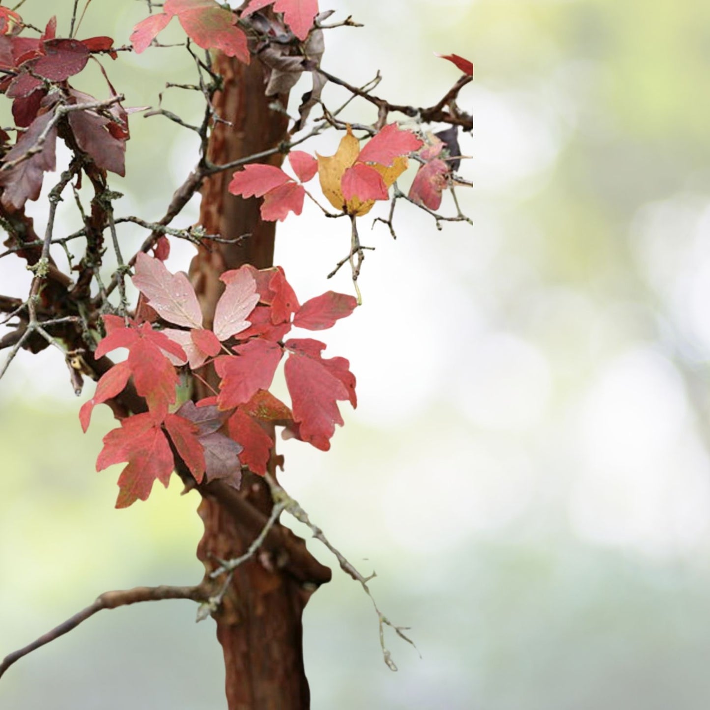 Red Paperbark Maple Seeds - Acer griseum - 5 Pack, Hardy Tree Seeds, Unique Bark, Free Shipping