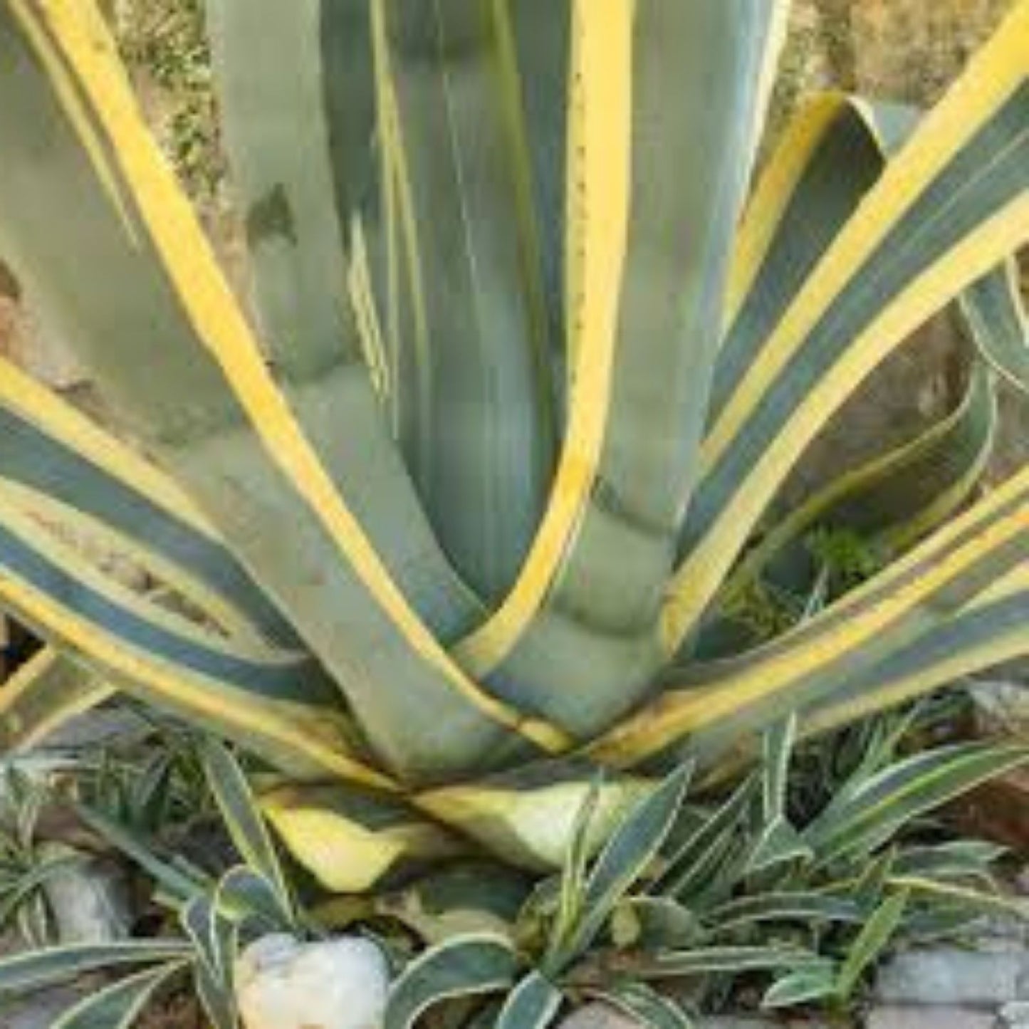 Agave Americana Yellow Edge Variegated Cuttings - 2 Small Succulent Plants - Aloe Varieties - Ornamental Succulents