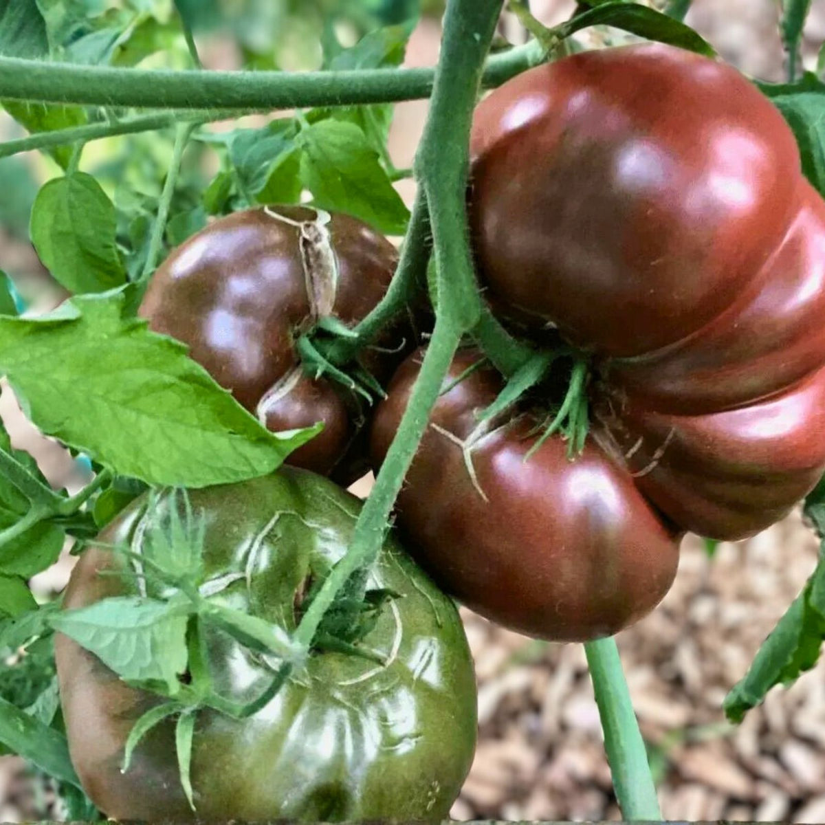 Heirloom Tomato Seeds Collection - 4 Varieties for Home Gardening, Solanum lycopersicum, Organic, Non-GMO, Heirloom Vegetables