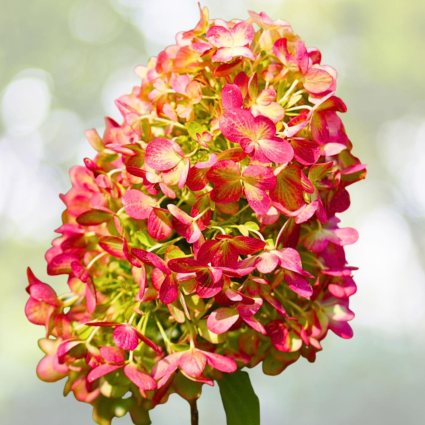 Hydrangea Plant Starter - 7-10 Inch - 'Grafitti' Variegated Flowering Shrub - Hydrangea paniculata