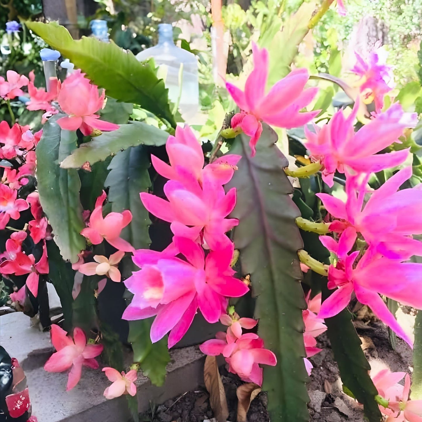 Epiphyllum Cuttings 8-10" Immortal Variety Cactus Plant for Propagation Epiphyllum spp.
