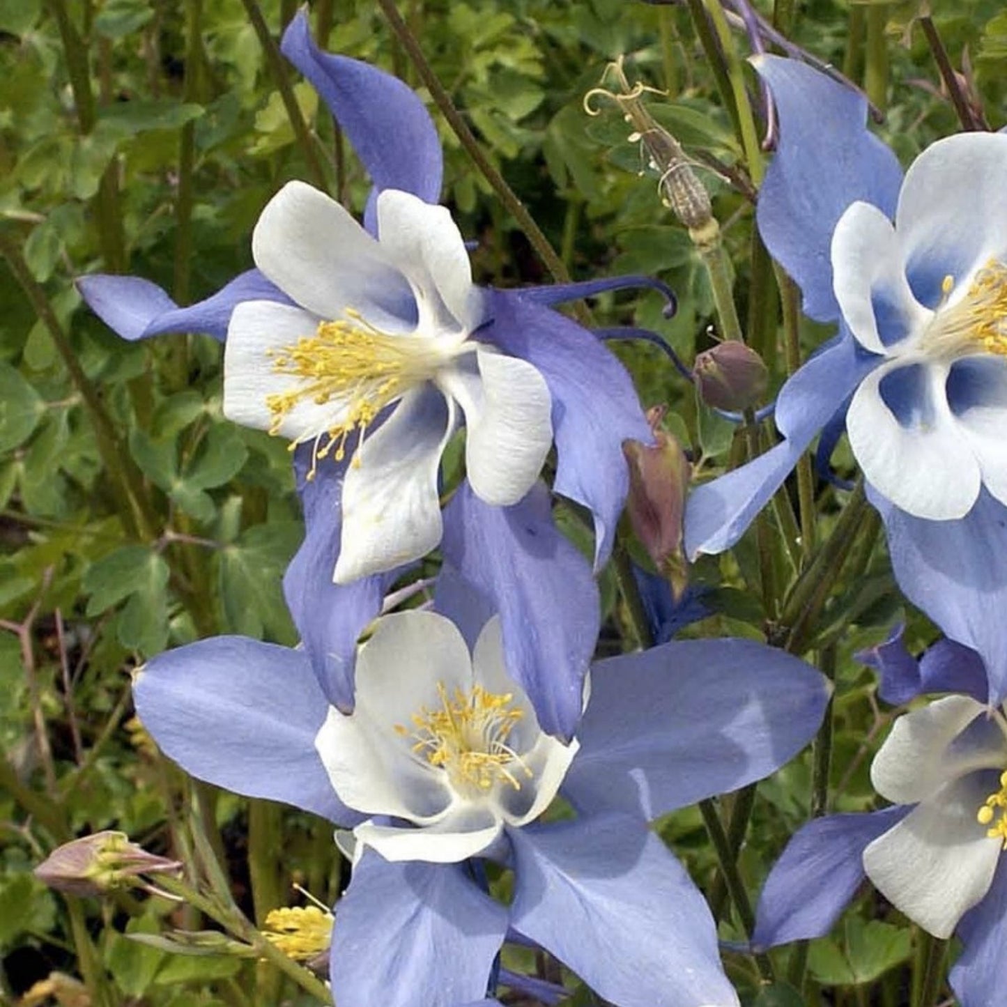 Blue Colorado Columbine Flower Seeds, 1,000+ Non-GMO Aquilegia coerulea Perennial Garden Seeds
